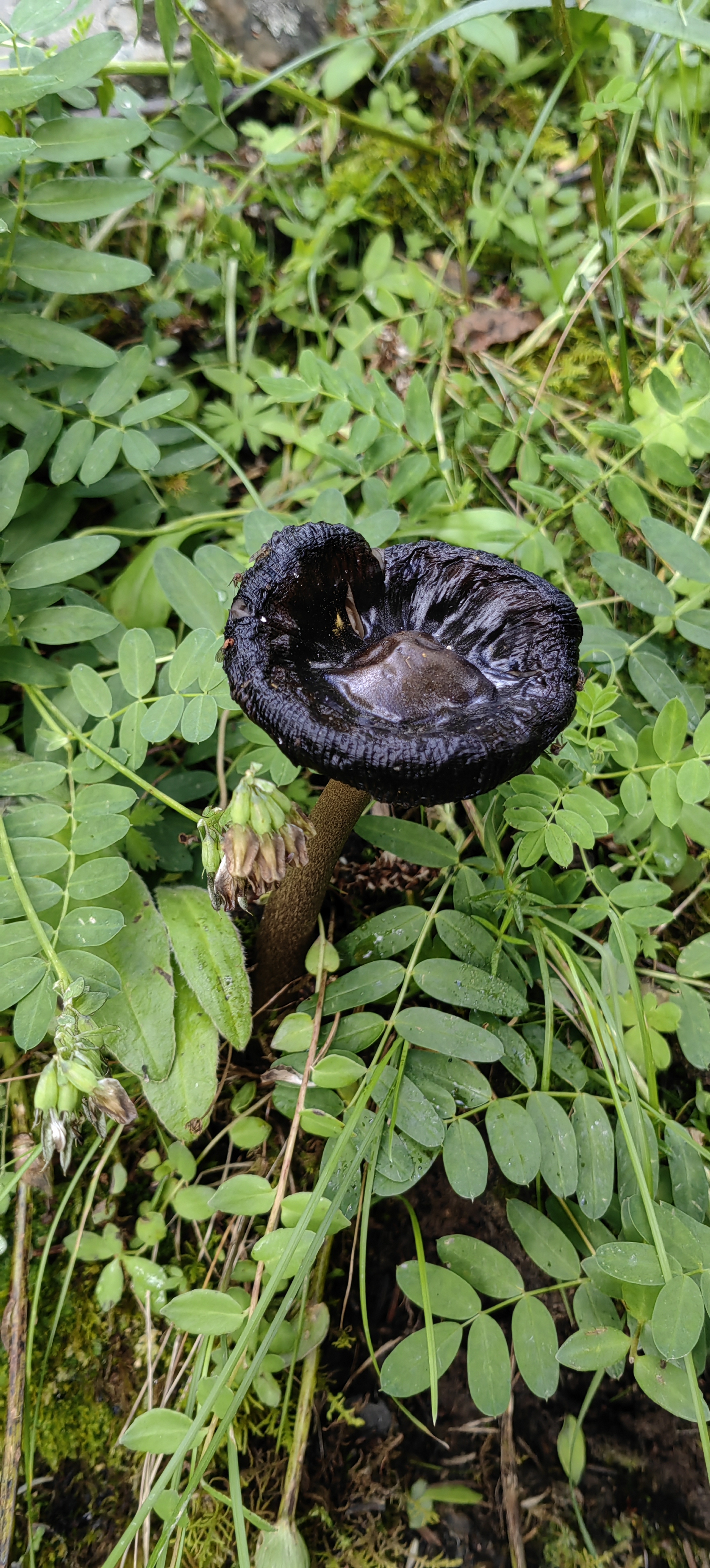 黑蘑菇,亚稀褶黑菇,黑菇,又名毒黑菇,火炭菇,属于担子菌亚门伞菌目