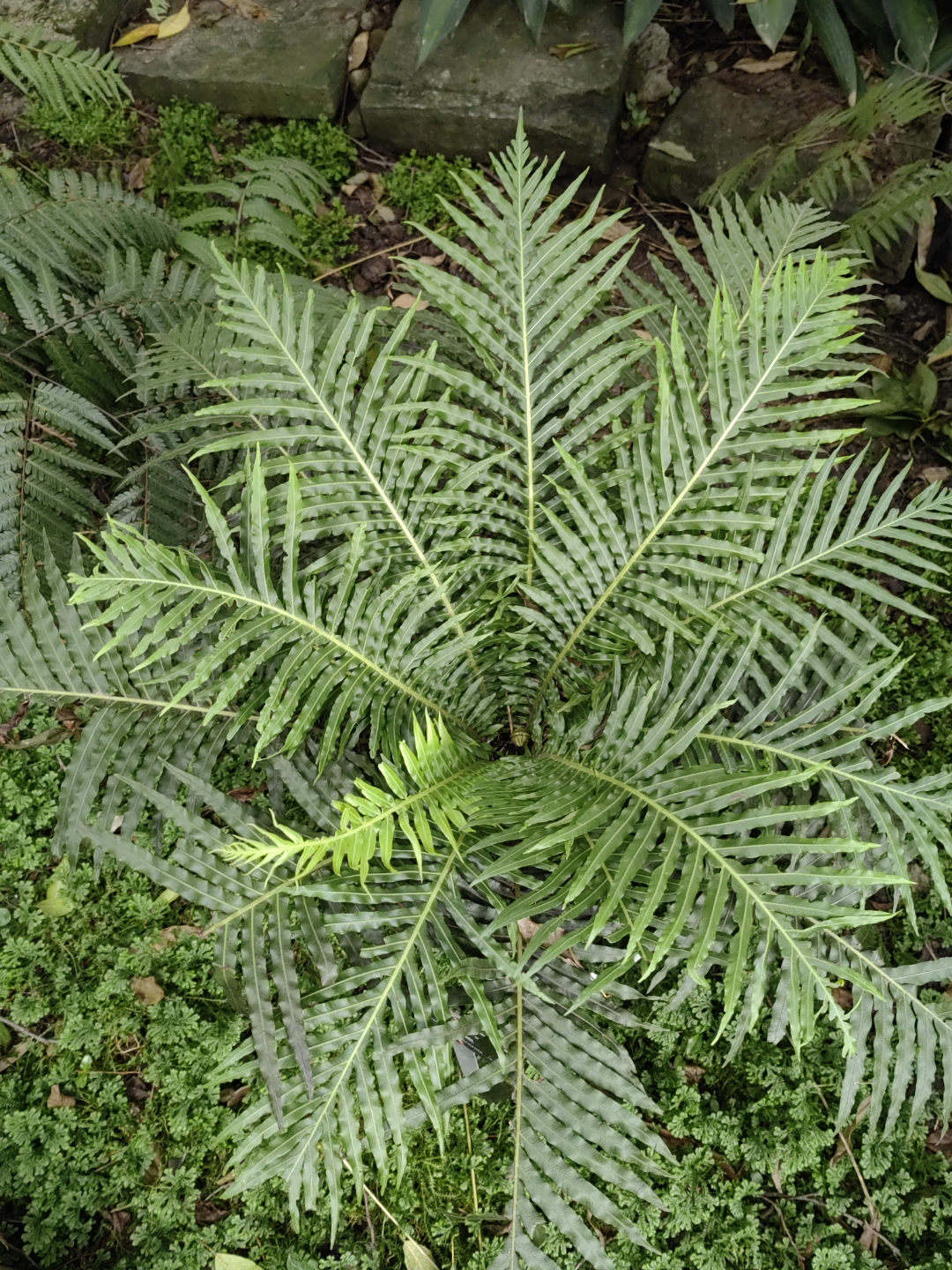 观音莲座蕨,莲座蕨科莲座蕨属植物,为大型陆生蕨