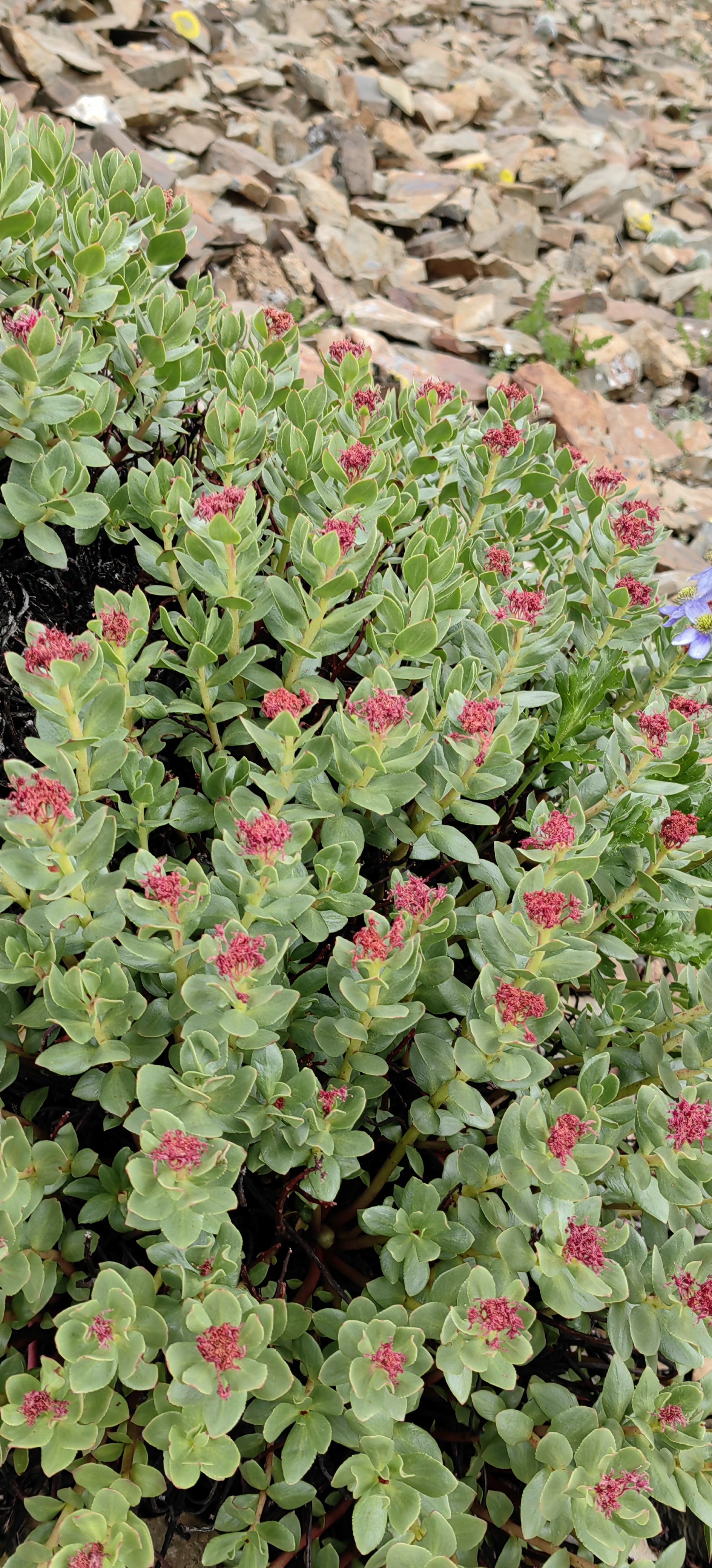 红景天生长在海拔1800-5000米高寒地带,其生长环境恶劣,因而具有很强