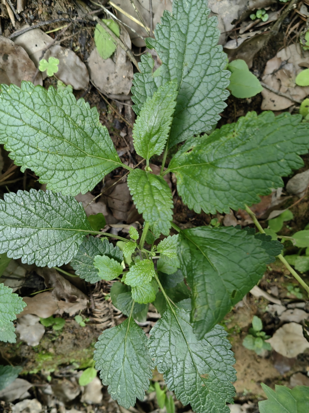 又名南薄荷,土薄荷,野薄荷,是唇形科薄荷属的一种多年生草本植镲