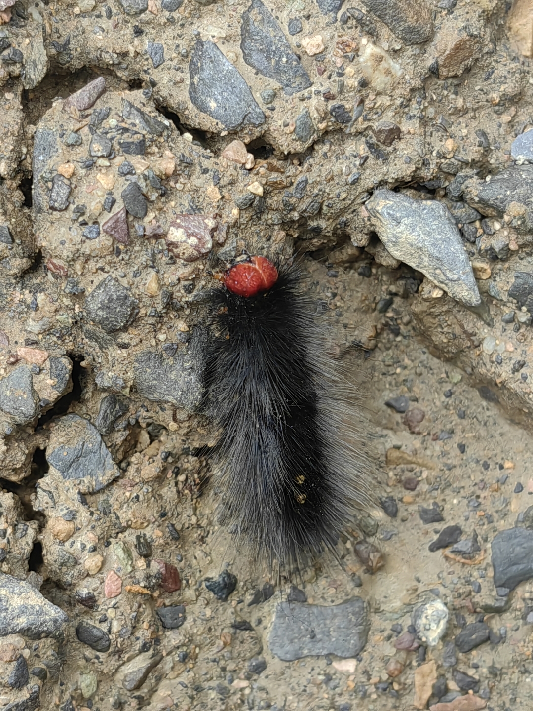 大能长多大柴把毛虫雌虫肋形毛陈线虫绿色身体红色眼睛的毛毛虫有绒毛