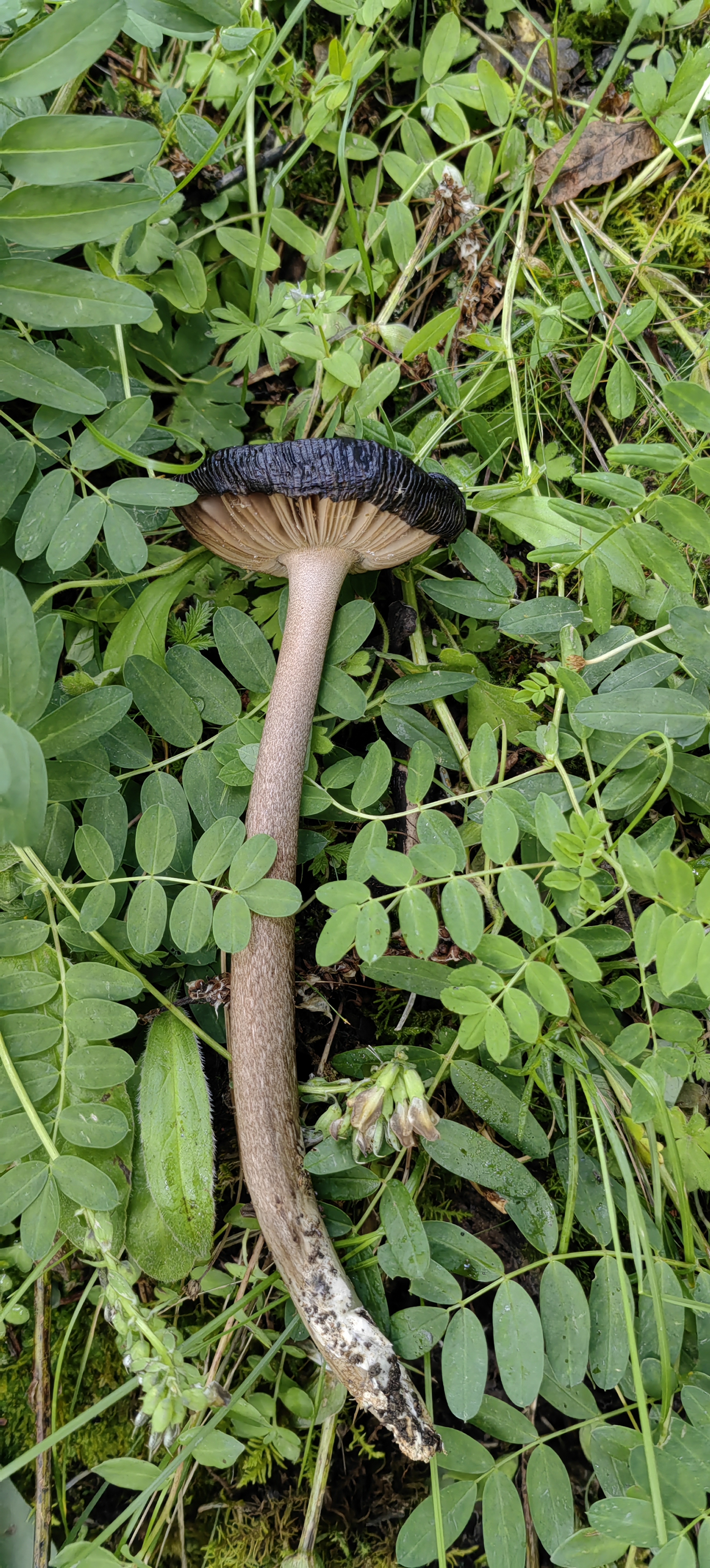 黑蘑菇,亚稀褶黑菇,黑菇,又名毒黑菇,火炭菇,属于担子菌亚门伞菌目