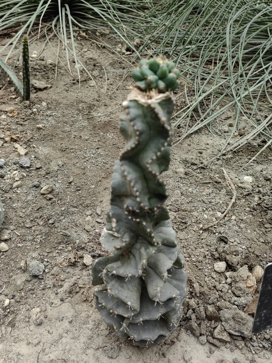 螺旋仙人柱,拉丁学名cereoideae仙人柱亚科,仙人掌科植物