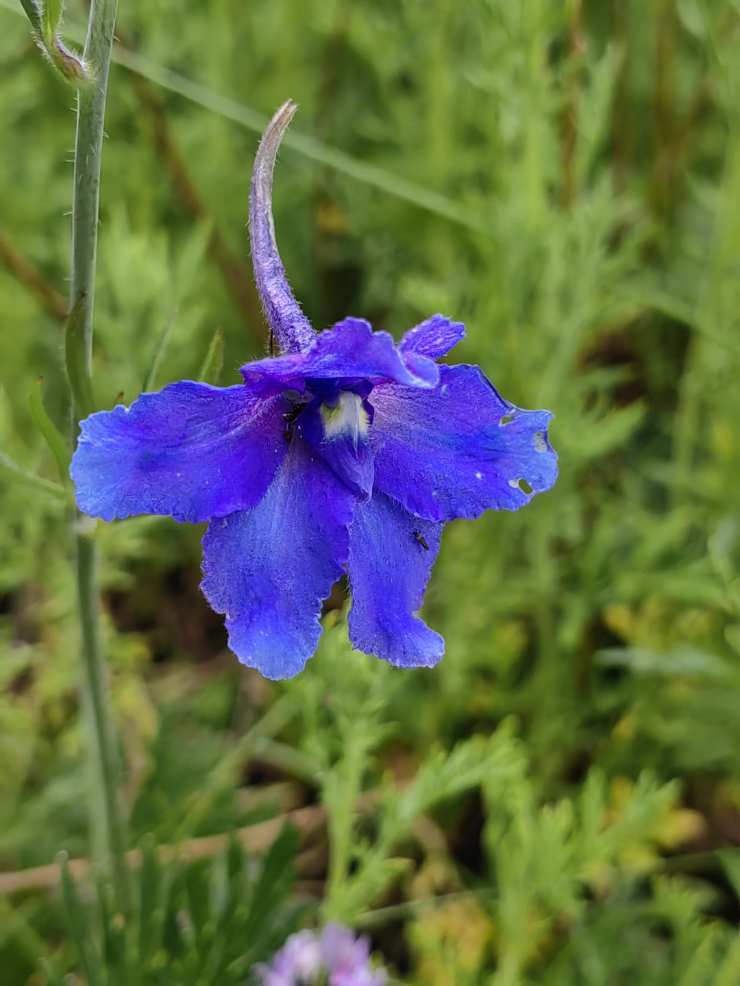 是毛茛科翠雀属的多年生草本植物