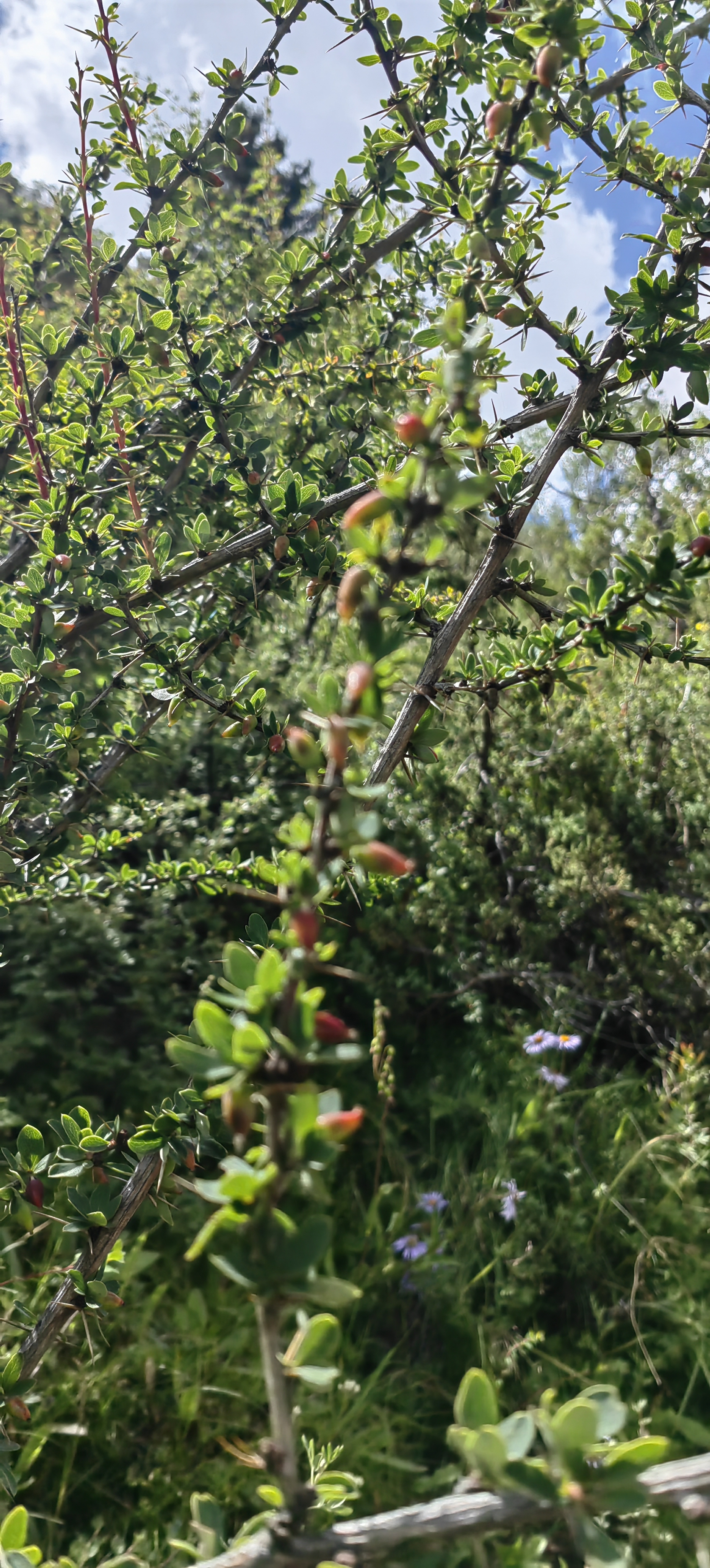 紫叶植物图片