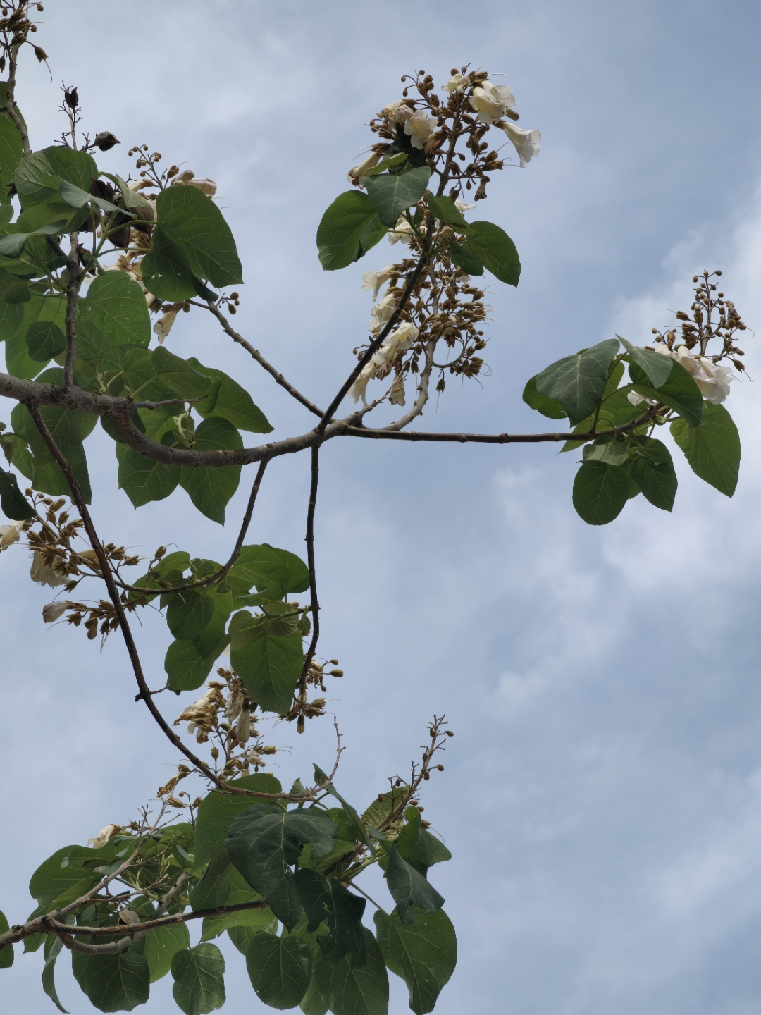 泡桐树,为玄参科(scrophulariaceae)泡桐属