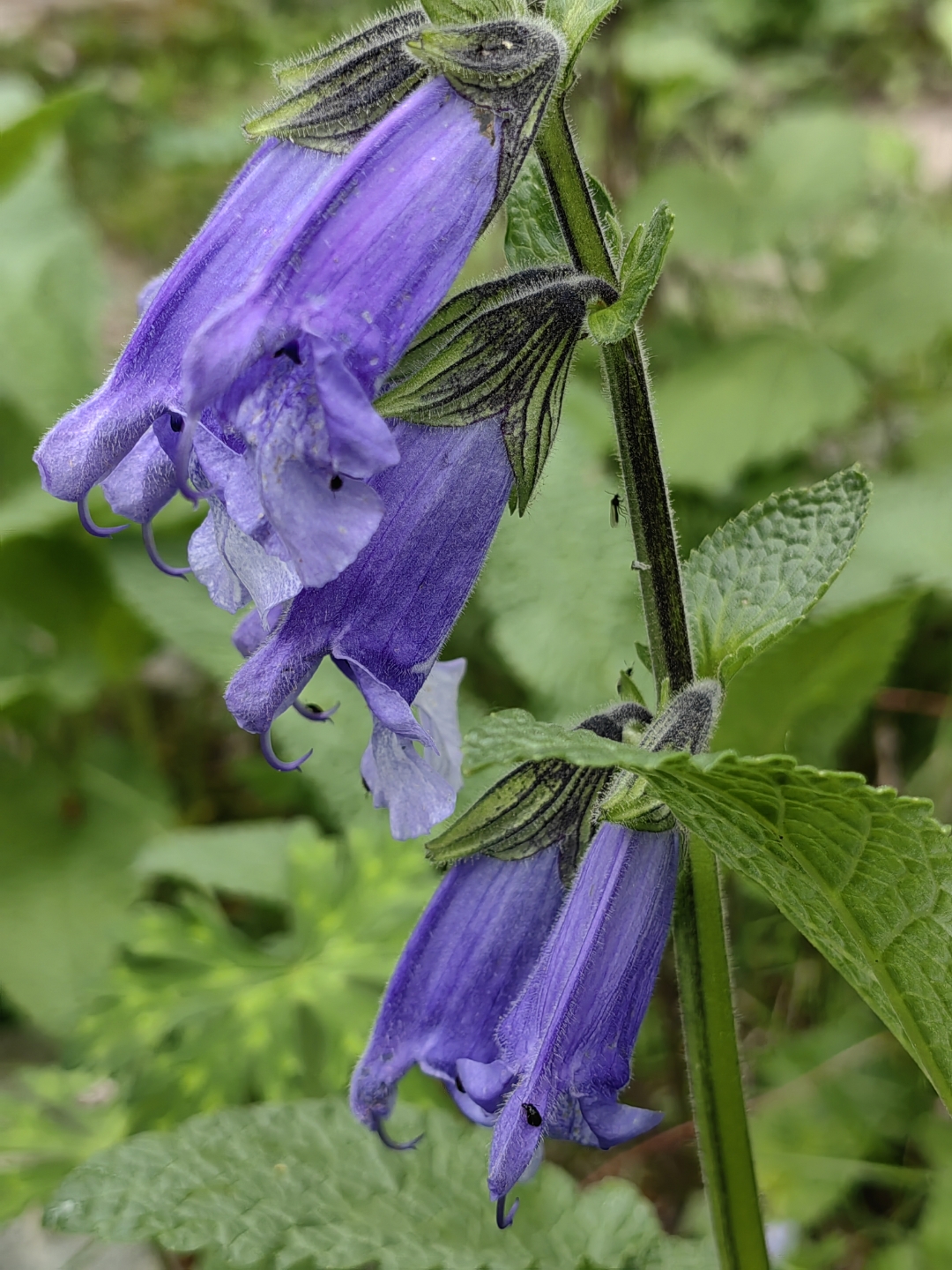 是桔梗科风铃草属植物,又叫灯笼花,吊钟花,山小菜