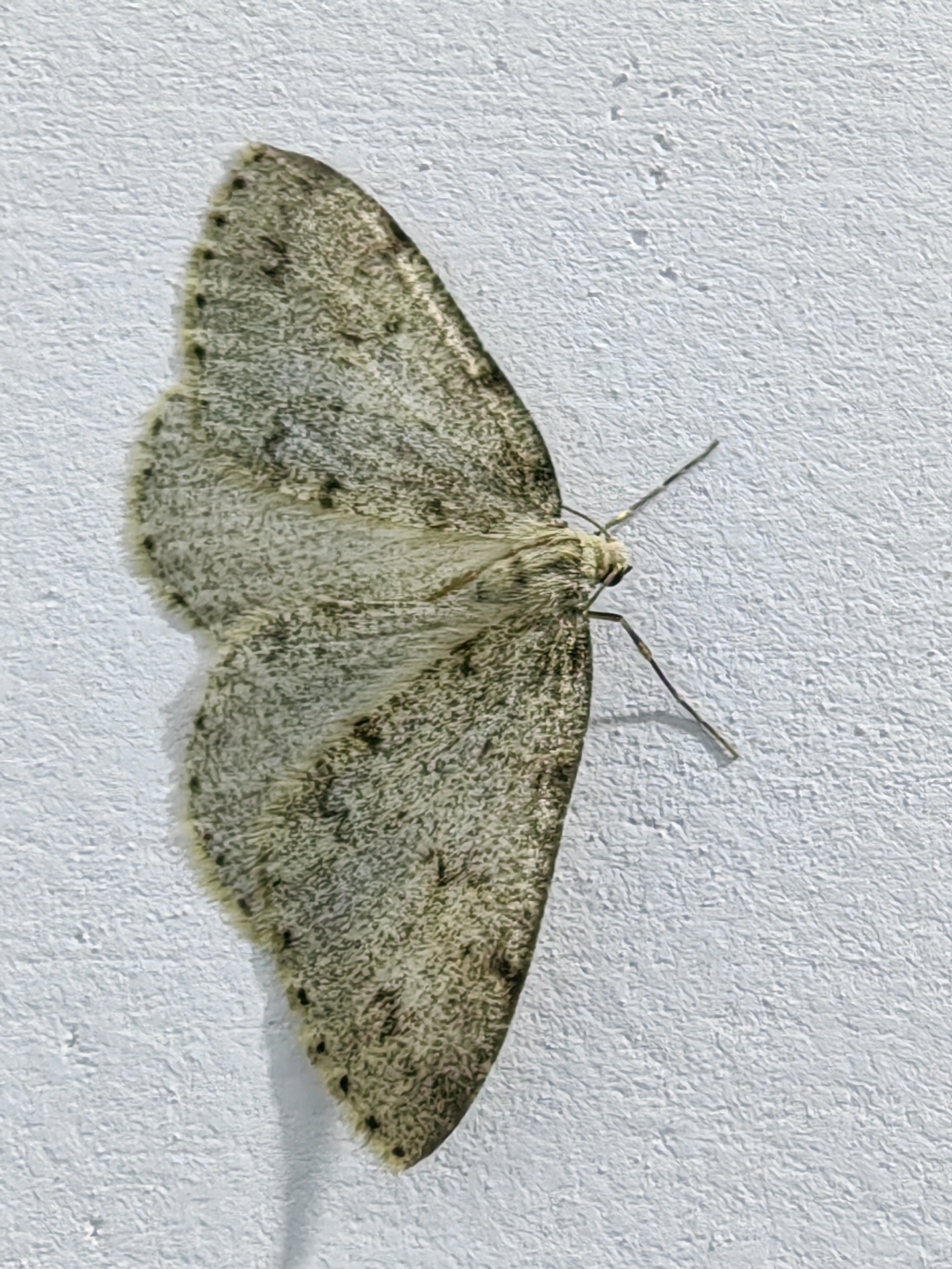 尺蛾科是鳞翅目中仅次于夜蛾科的第二大科,分布广泛