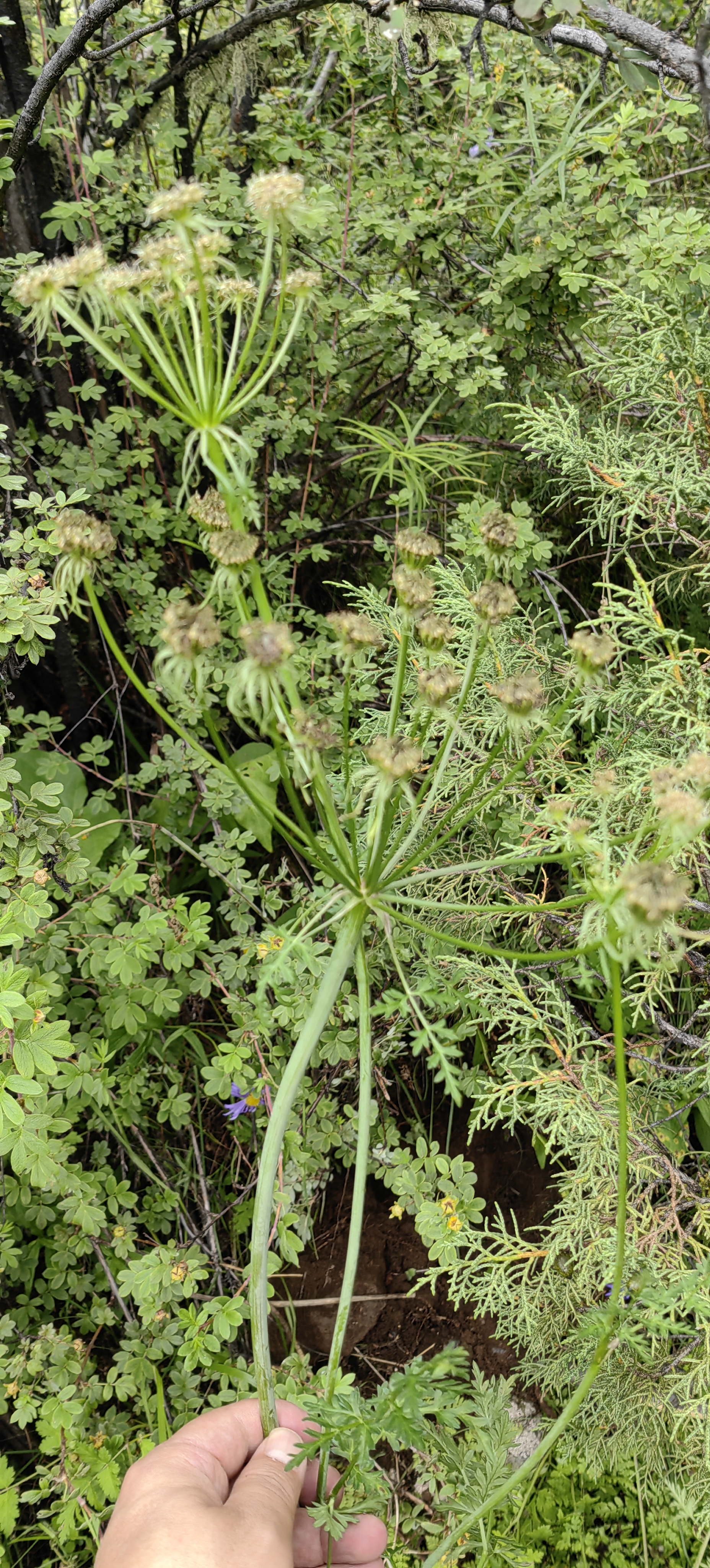 伞形科常见植物图片