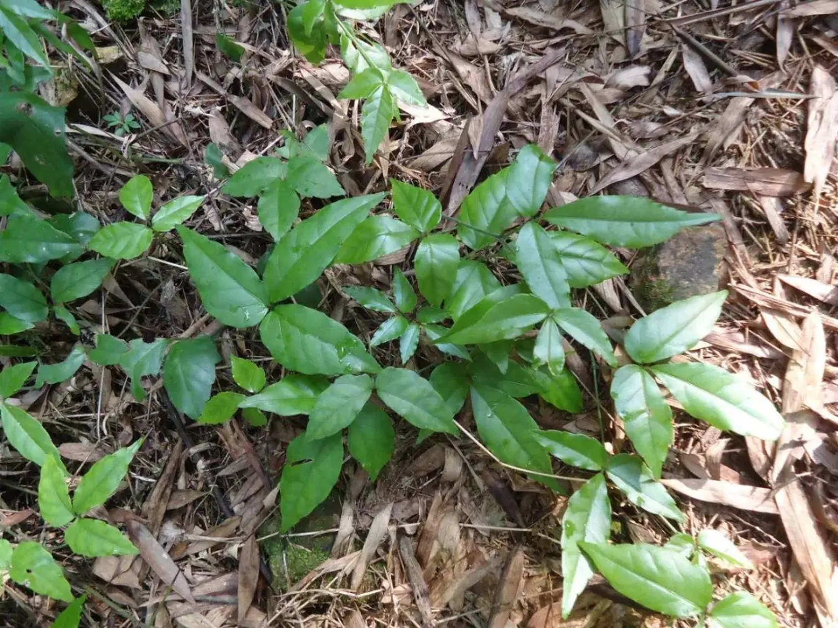 三叶植物照片大全图片