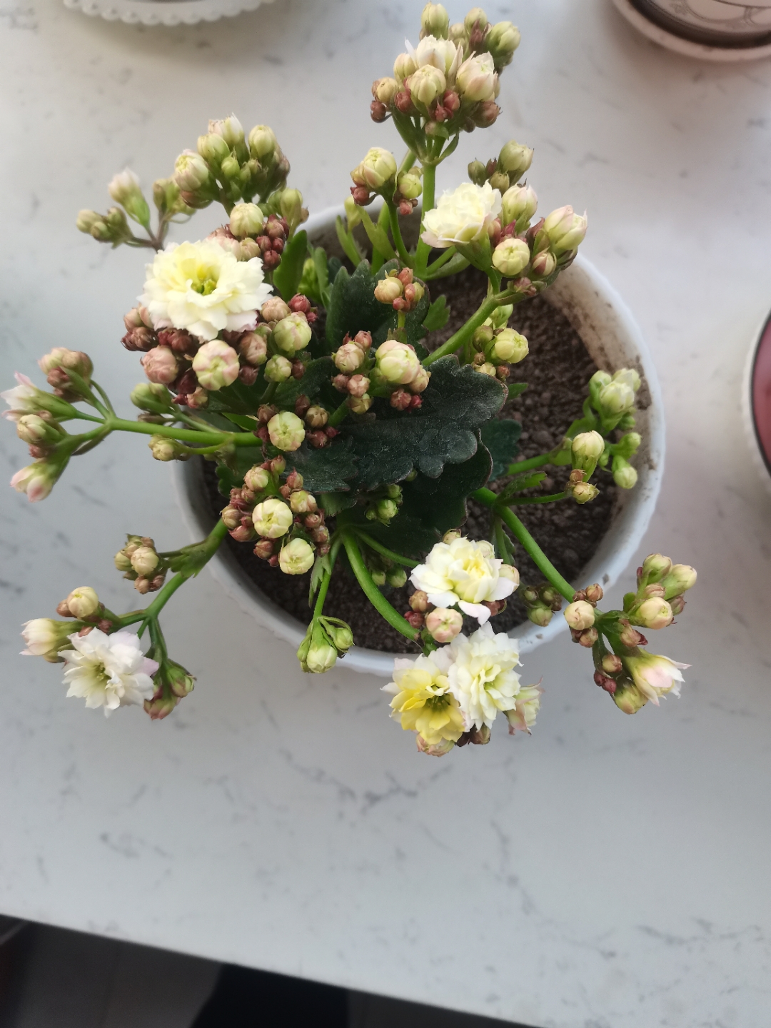 这盆长寿花开了, 颜色淡雅飘逸, 心情瞬间美美哒!