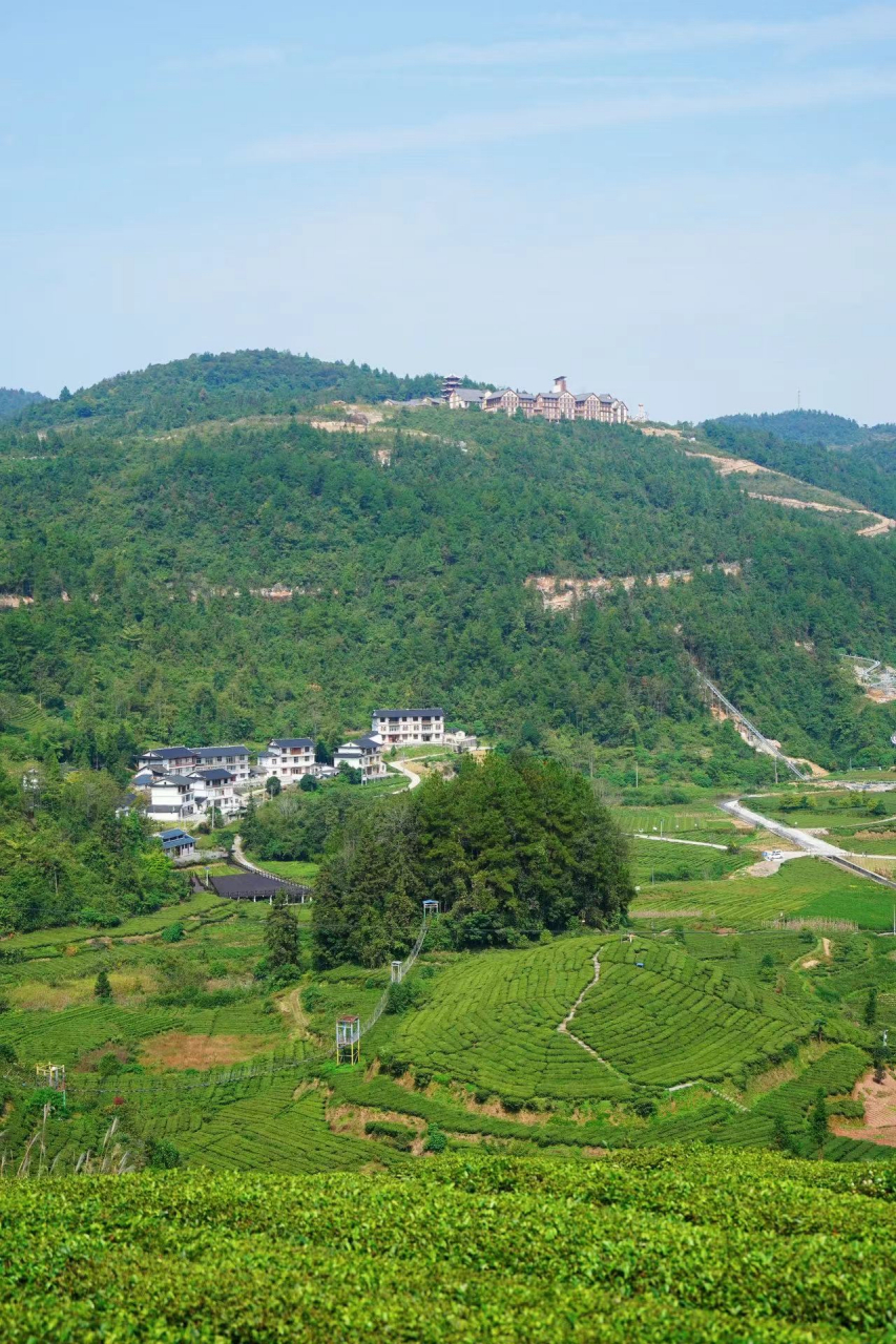 浪漫茶海,贡茶故里 来到伍家台,大片大片绿意盎然的茶园让人心旷神怡