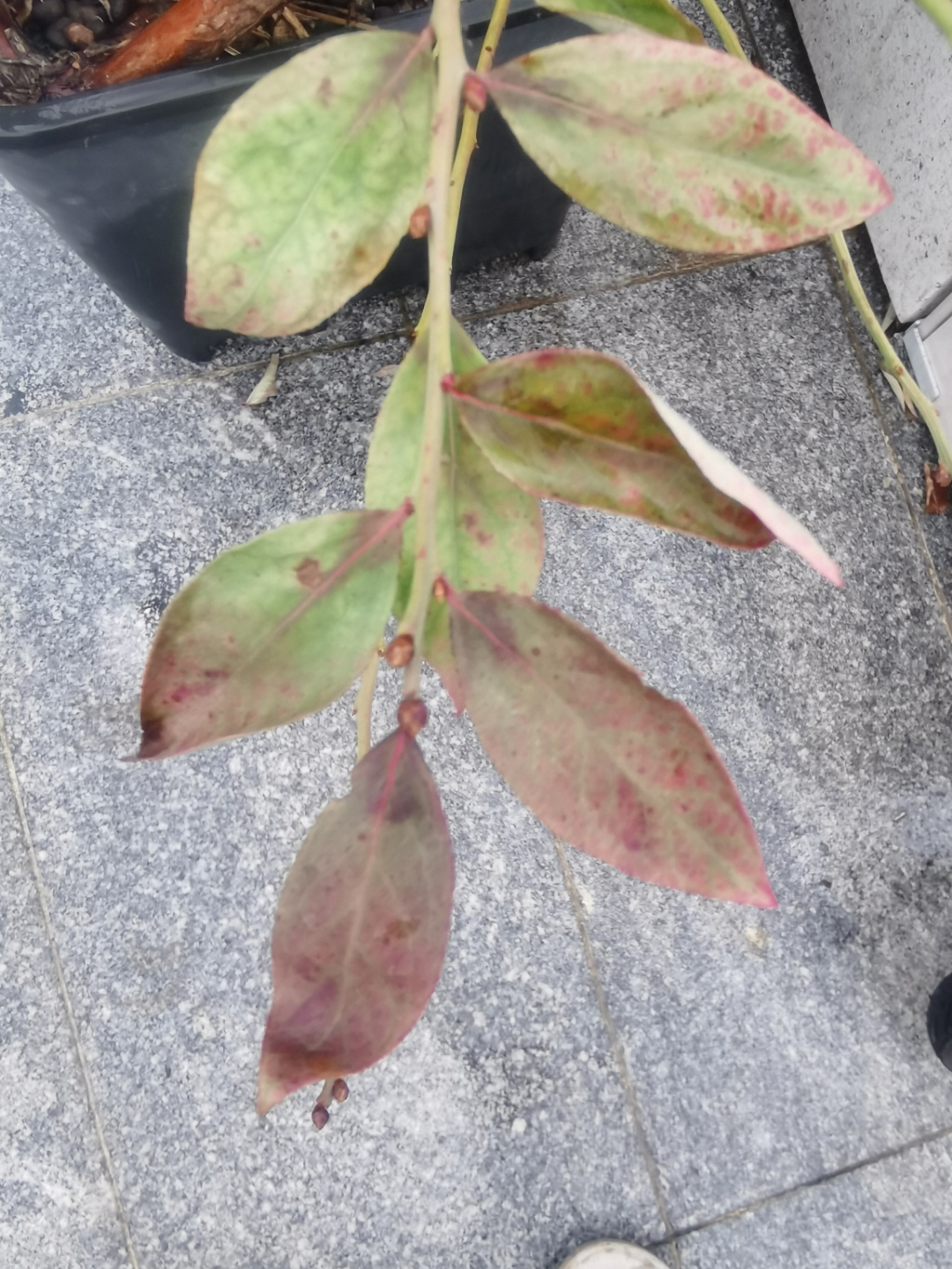 蓝莓这样是生啥病了?