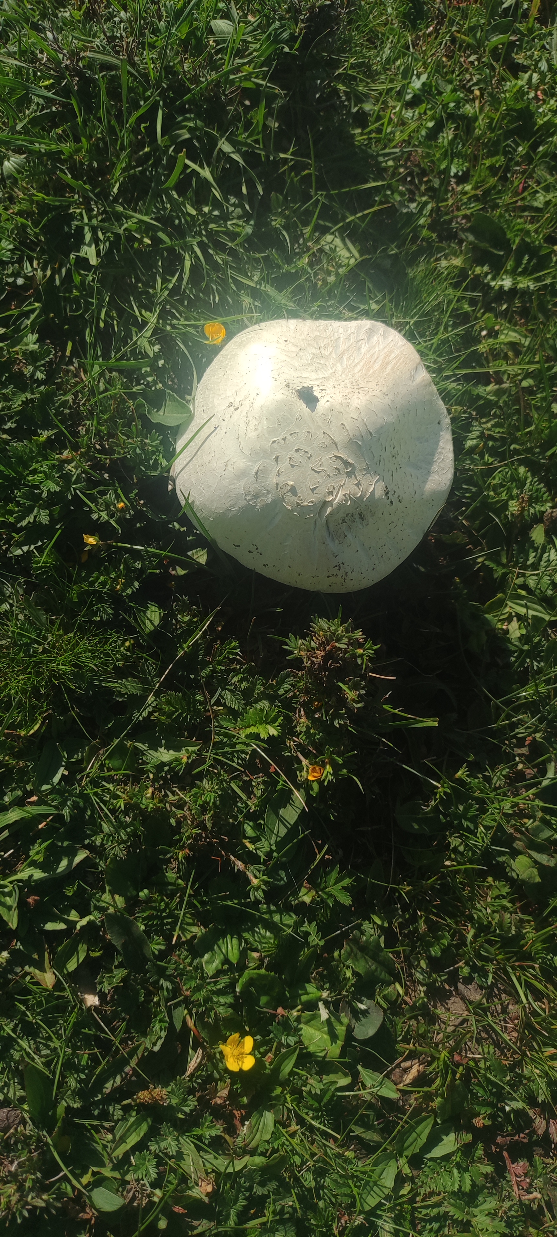 雨后草坪上冒出的菇图片