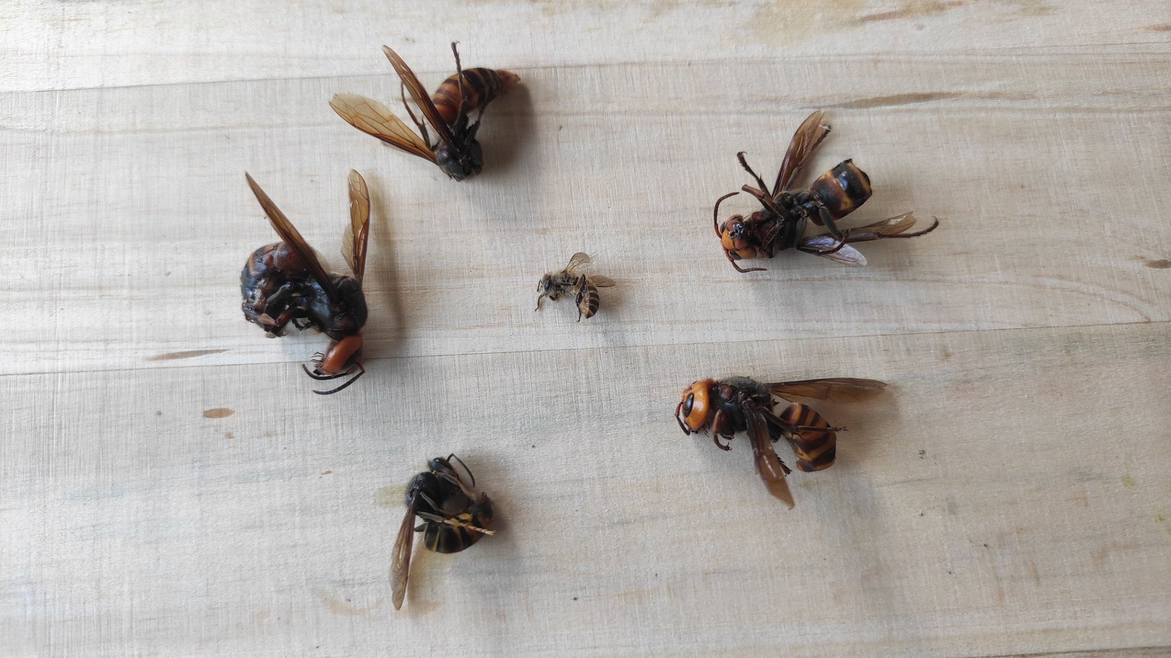 胡蜂 当小蜜蜂遇上这样的对手,天雷蜂 地雷蜂,真的是毫无还手之力.