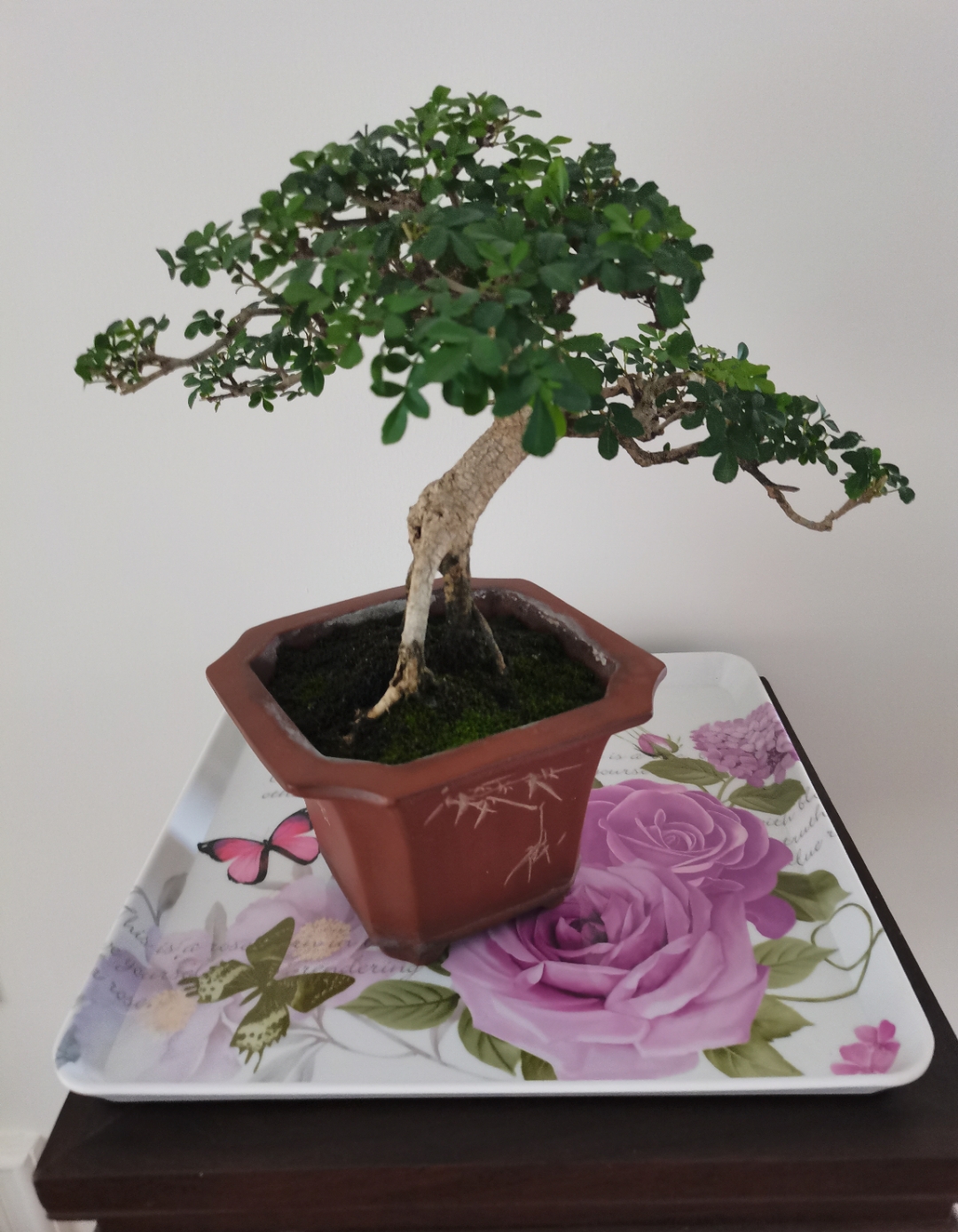对节白蜡盆景一年四季怎样养护