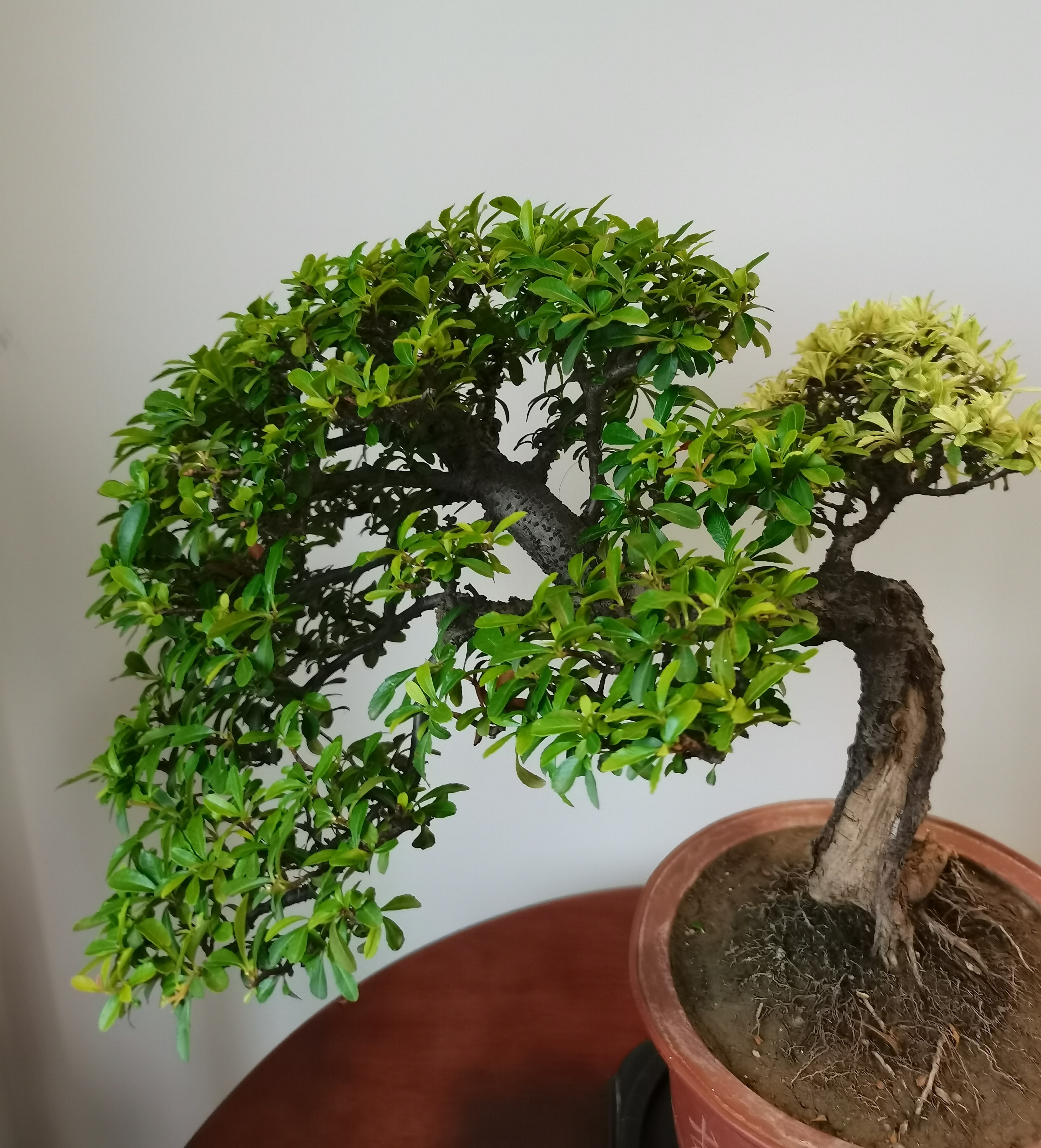 老而弥坚童童如盖的小丑火棘盆景