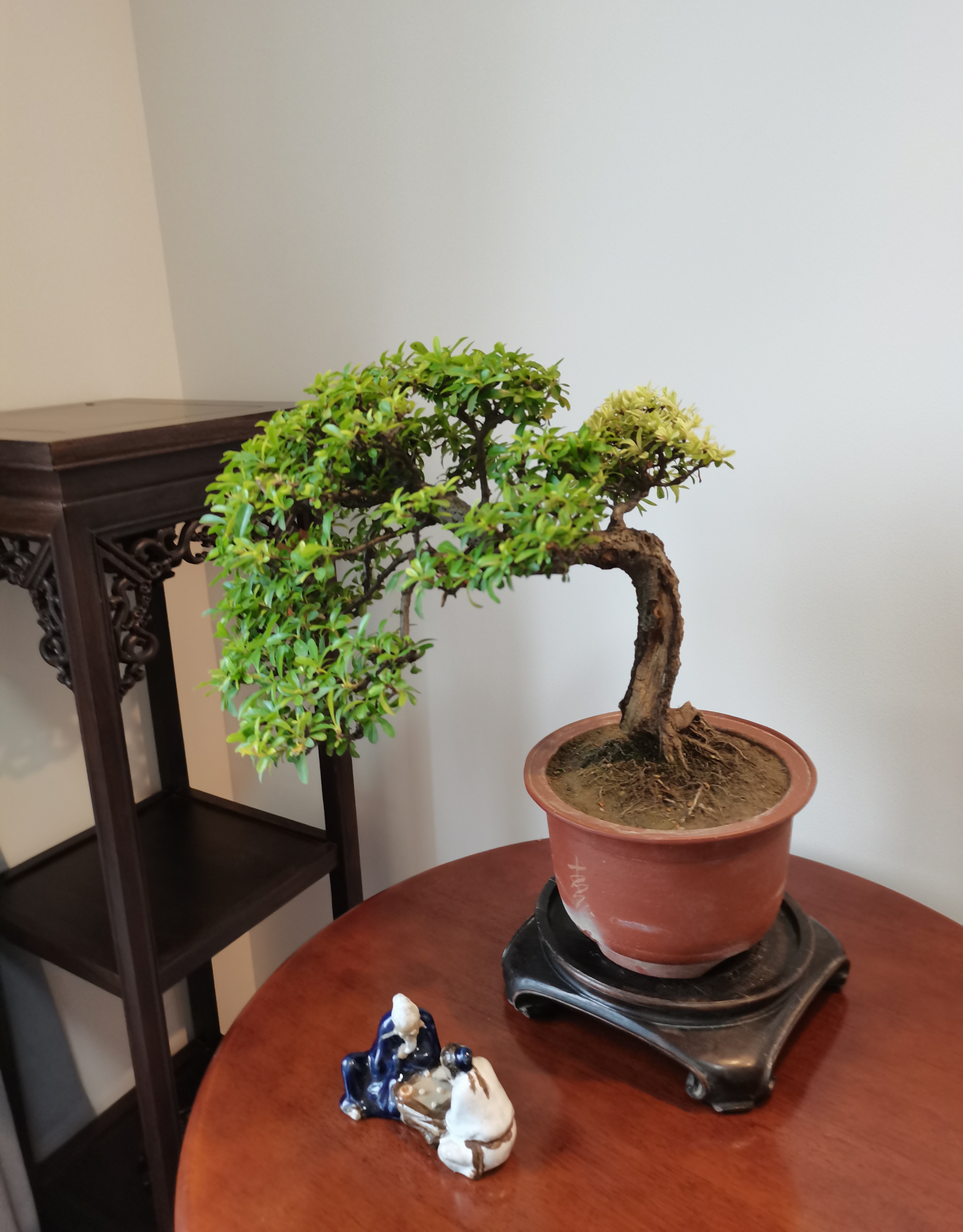 老而弥坚童童如盖的小丑火棘盆景