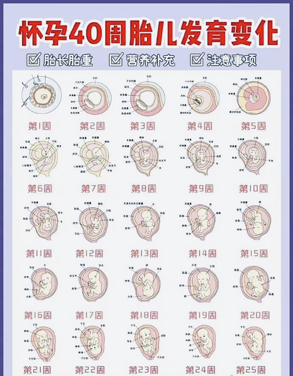 第二周是最佳受孕期,孕期40周胎儿发育变化,以及需要注意