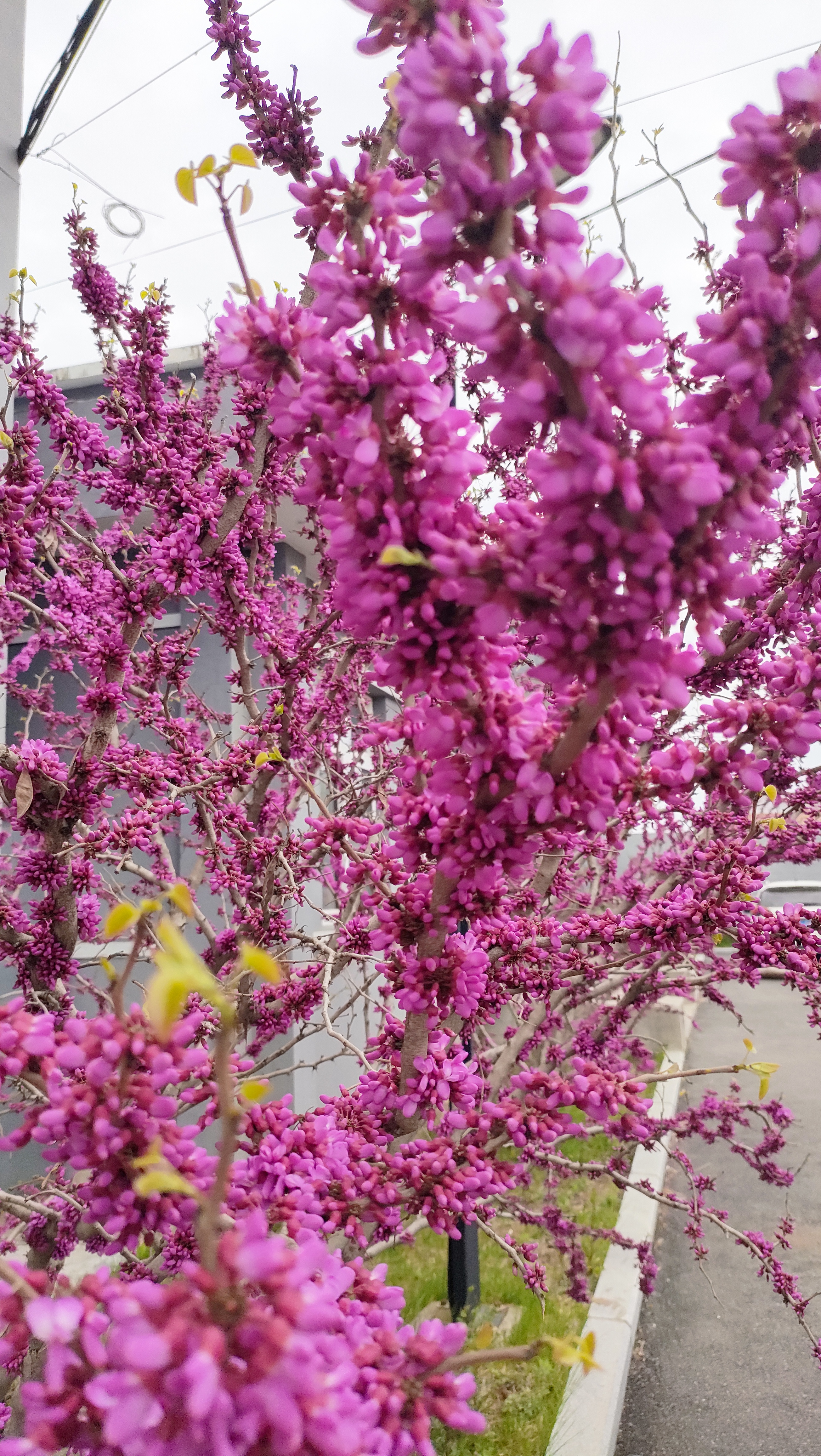 繁花似锦,岁月静好 瞧这棵花树,花朵如繁星点点,盛