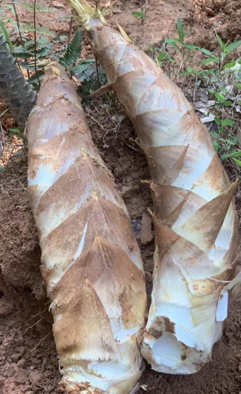 这算不算笋中极品?可以做好多个菜了,美滋滋,今天没有白忙活.