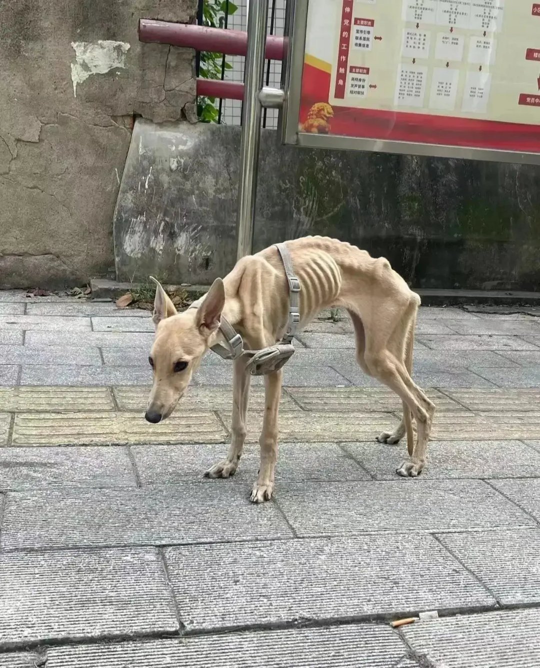 狗狗腰那块特别瘦图片