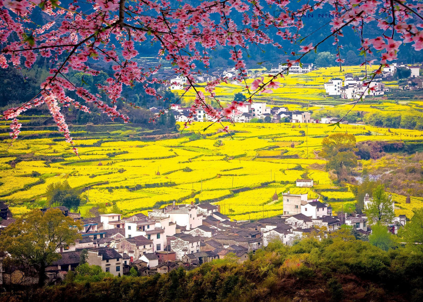 婺源油菜花是指江西省婺源县的一种美丽而蔚为壮观的人造景观.