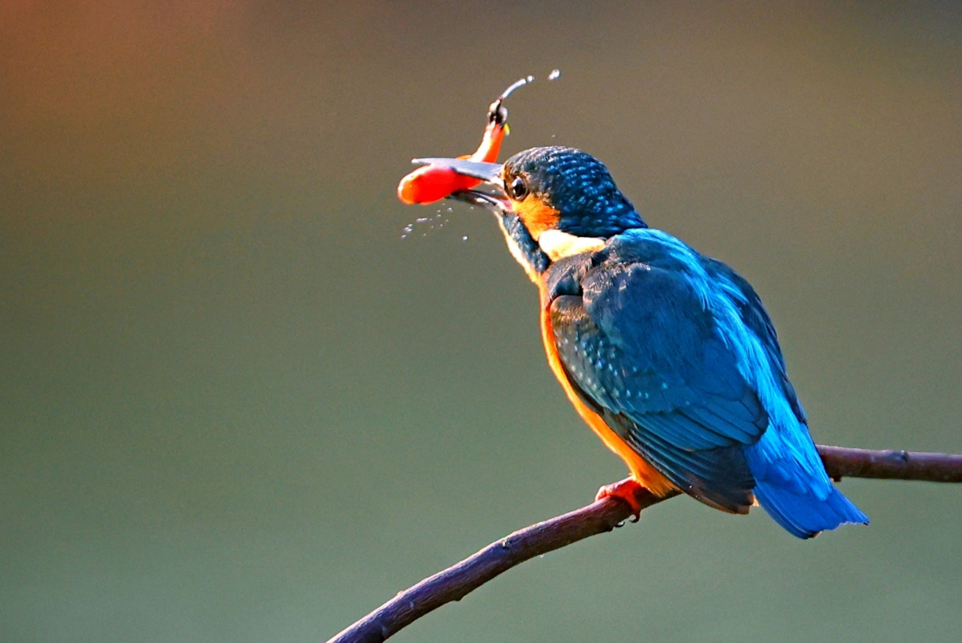 一只翠鸟,犹如自然界的小精灵,站在树枝上,它那鲜艳的羽毛在阳光下
