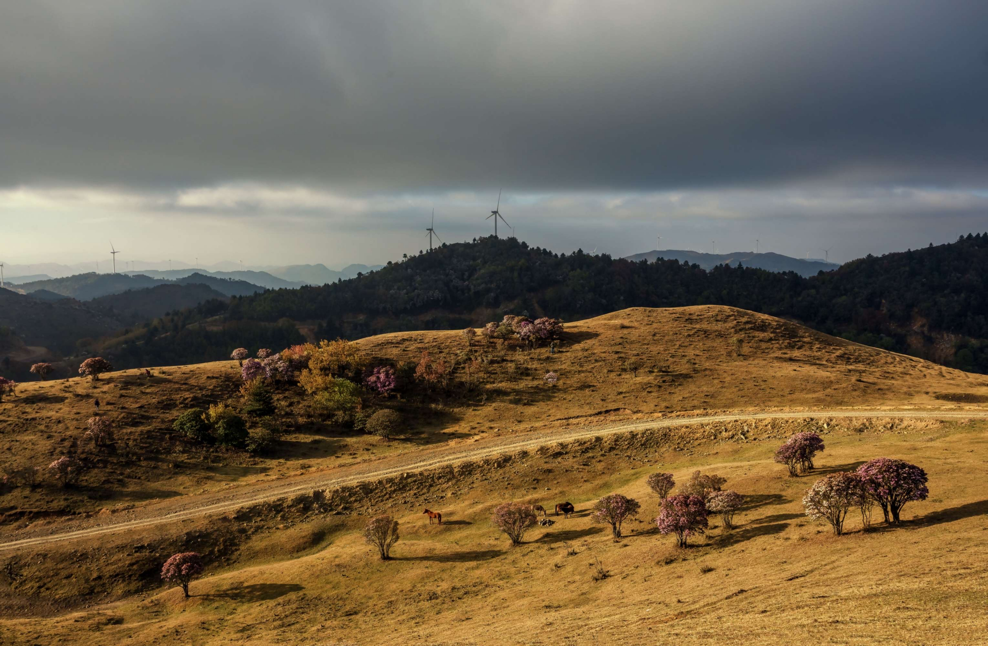 鲁南山杜鹃花海 鲁南山杜鹃花海位于凉山彝族自治州宁南县石梨镇鲁南
