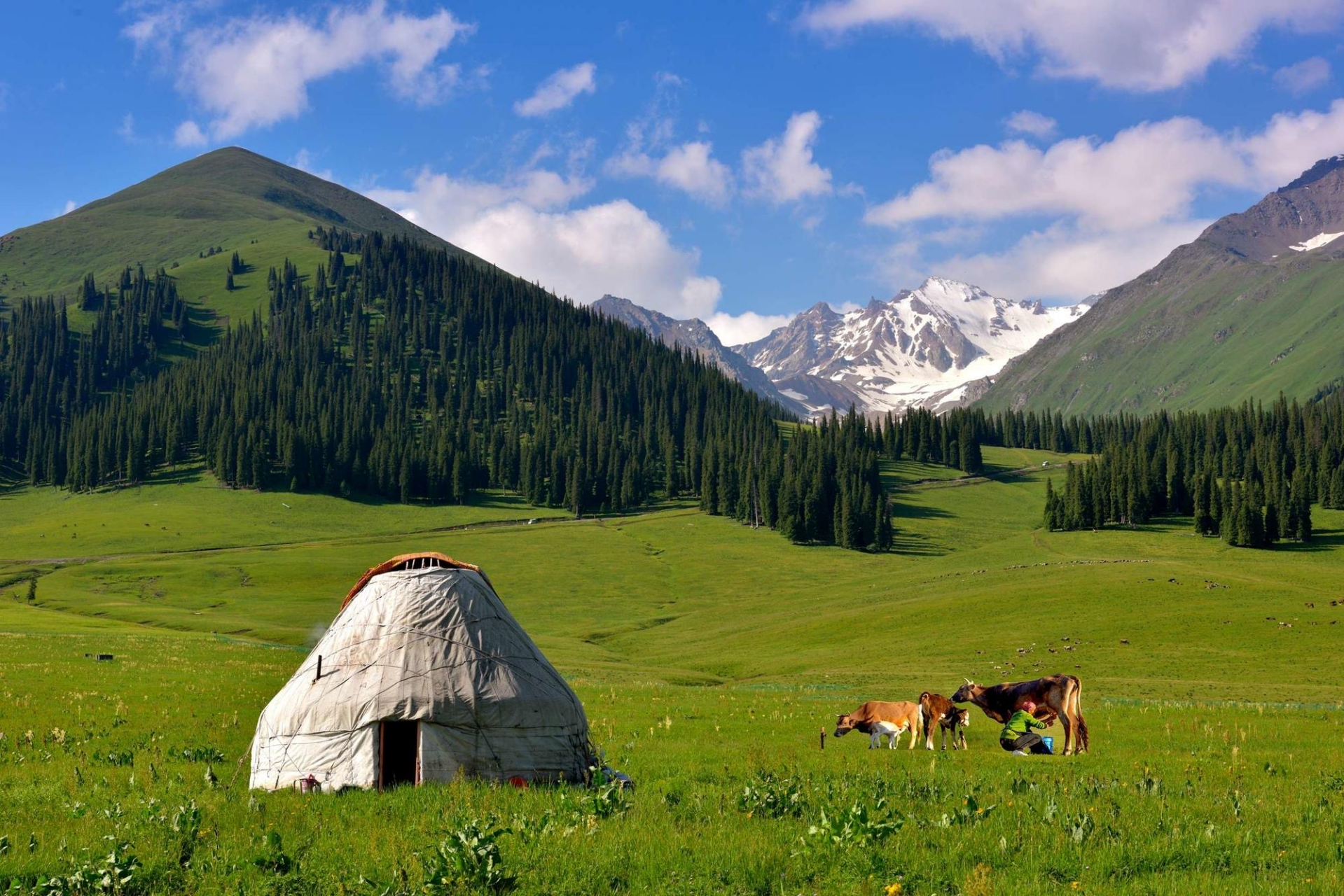 巩乃斯草原,突厥语意为"白阳坡",在新源那拉提镇东部,距伊犁新源县城
