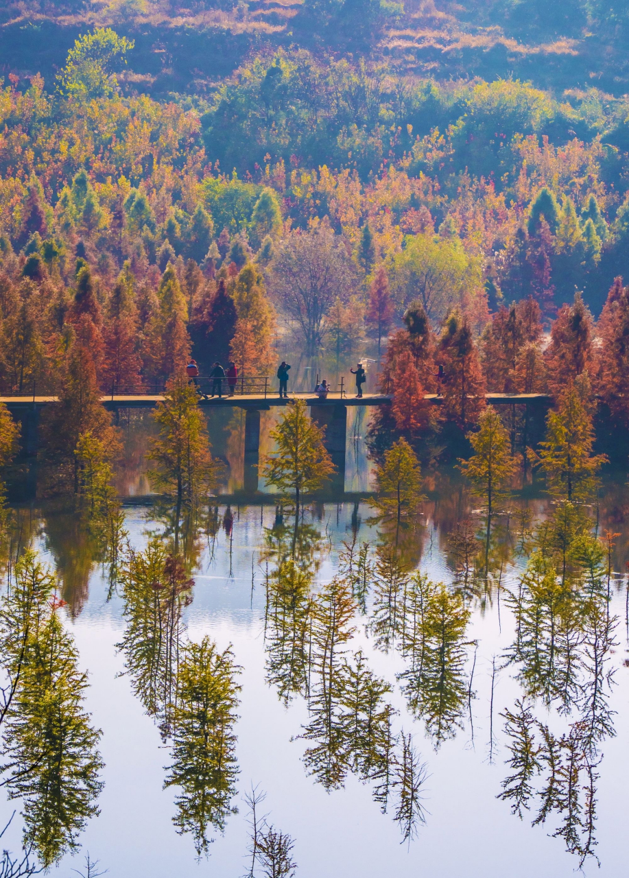 甸尾村的水杉林