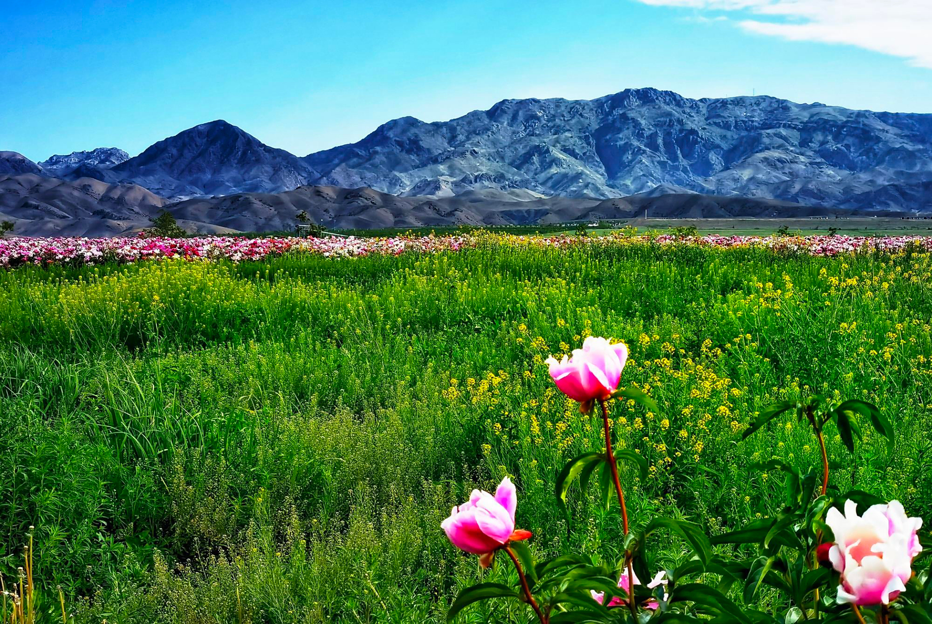 天山花海 位于伊犁河谷的伊宁县.