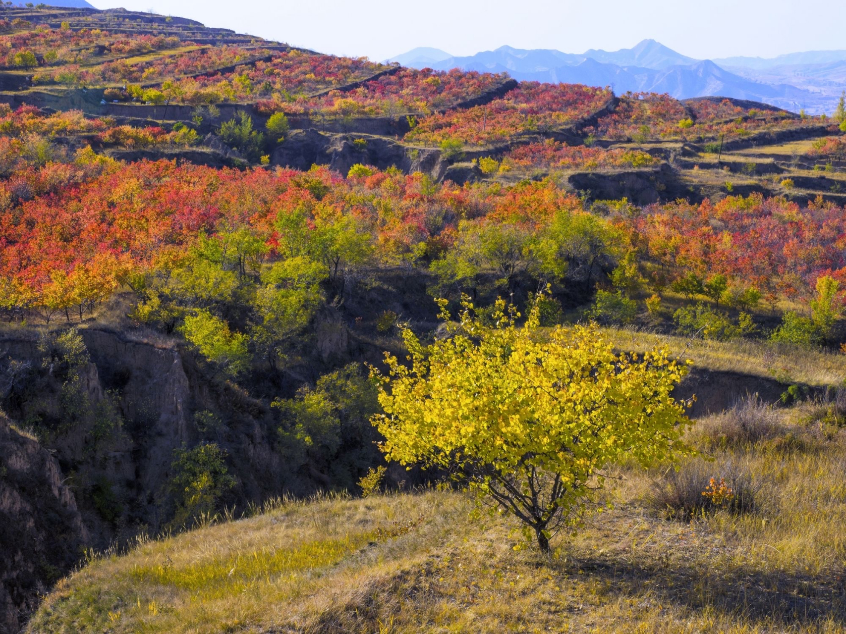 柳沟村的秋色 柳沟村位于河北省张家口市宣化区庞家堡镇境内, 距镇