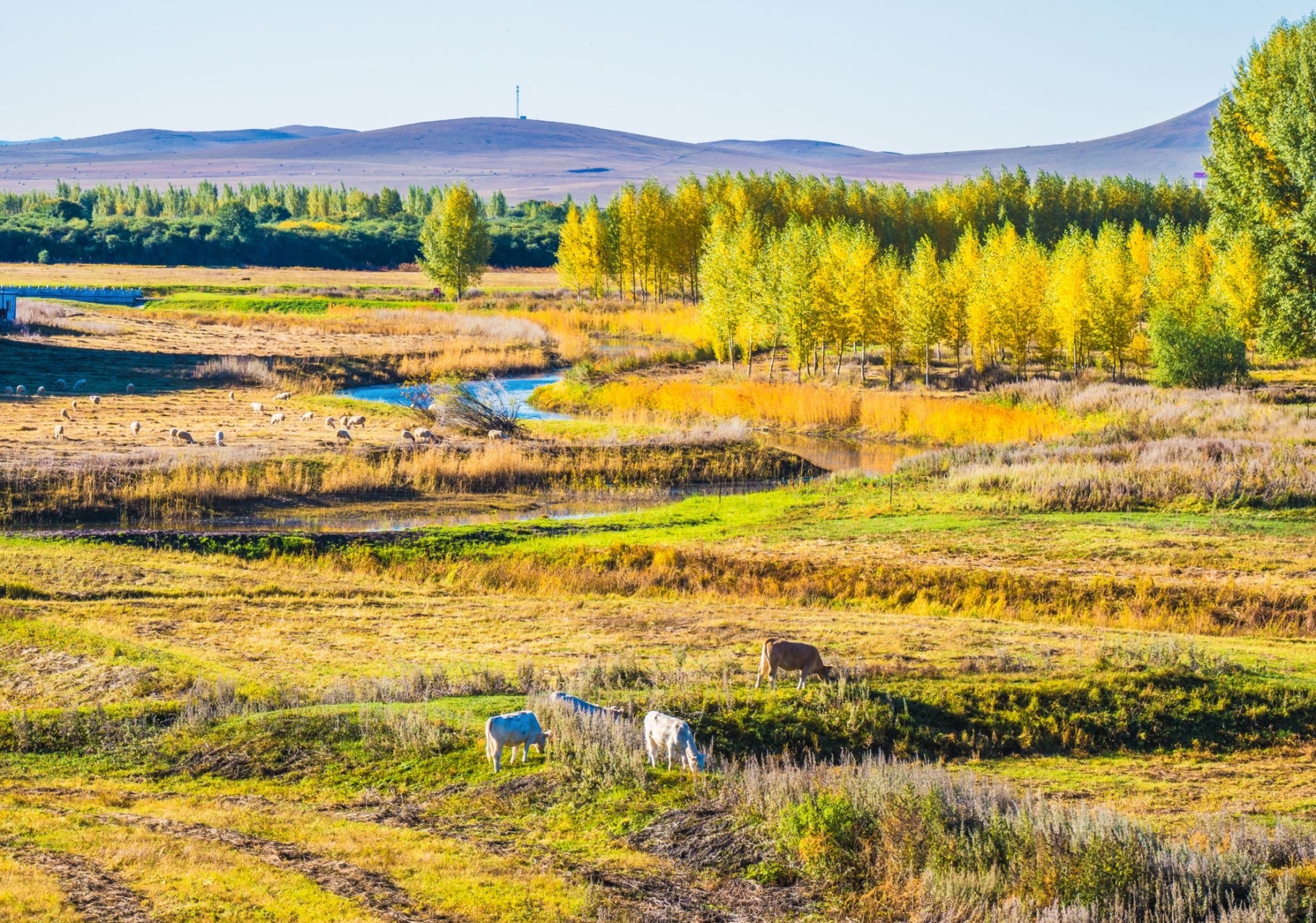 乌拉盖草原   乌拉盖草原因乌拉盖河得名,地处锡林郭勒盟,兴安盟和