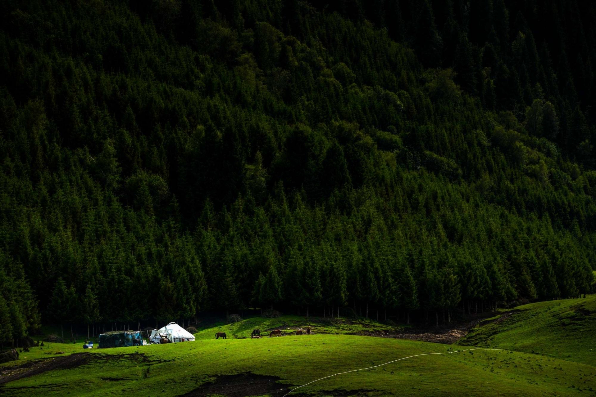 唐布拉草原位于新疆维吾尔自治区伊犁地区尼勒克县境内东部,自尼勒克