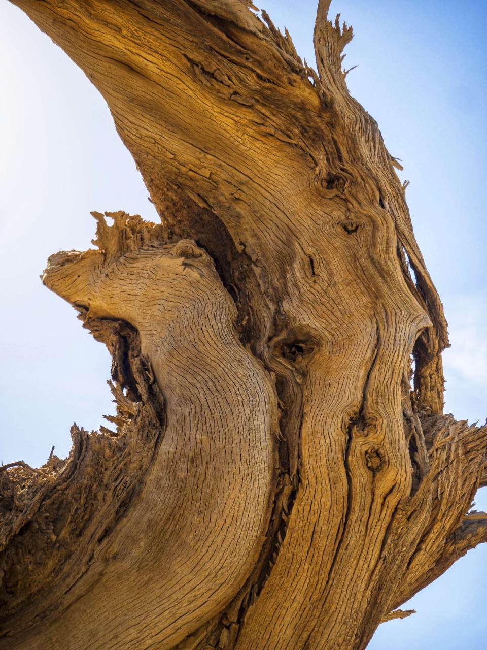 打卡新疆伊吾县原始胡杨林