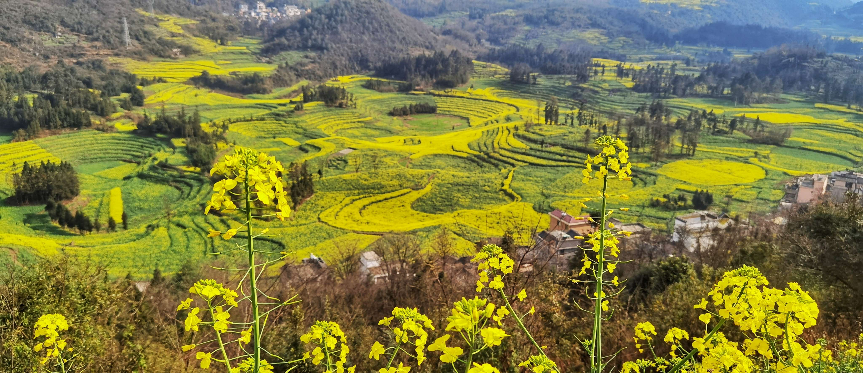 多依树梯田景区位于元阳梯田国家湿地公园及申报世界文化遗产核心区