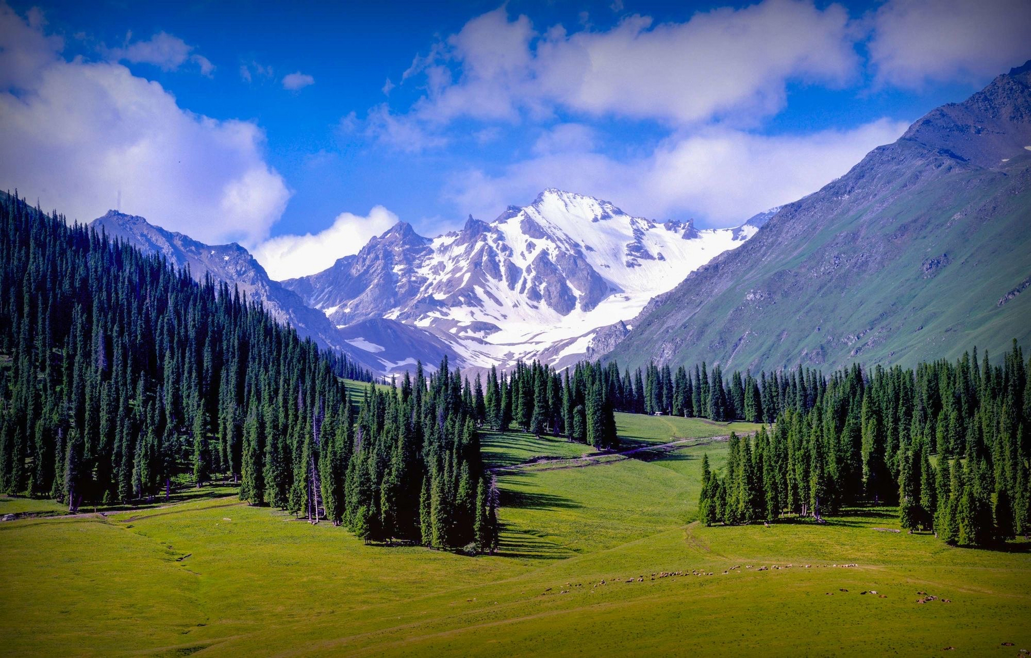 巩乃斯草原,突厥语意为"白阳坡",在新源那拉提镇东部,距伊犁新源县城