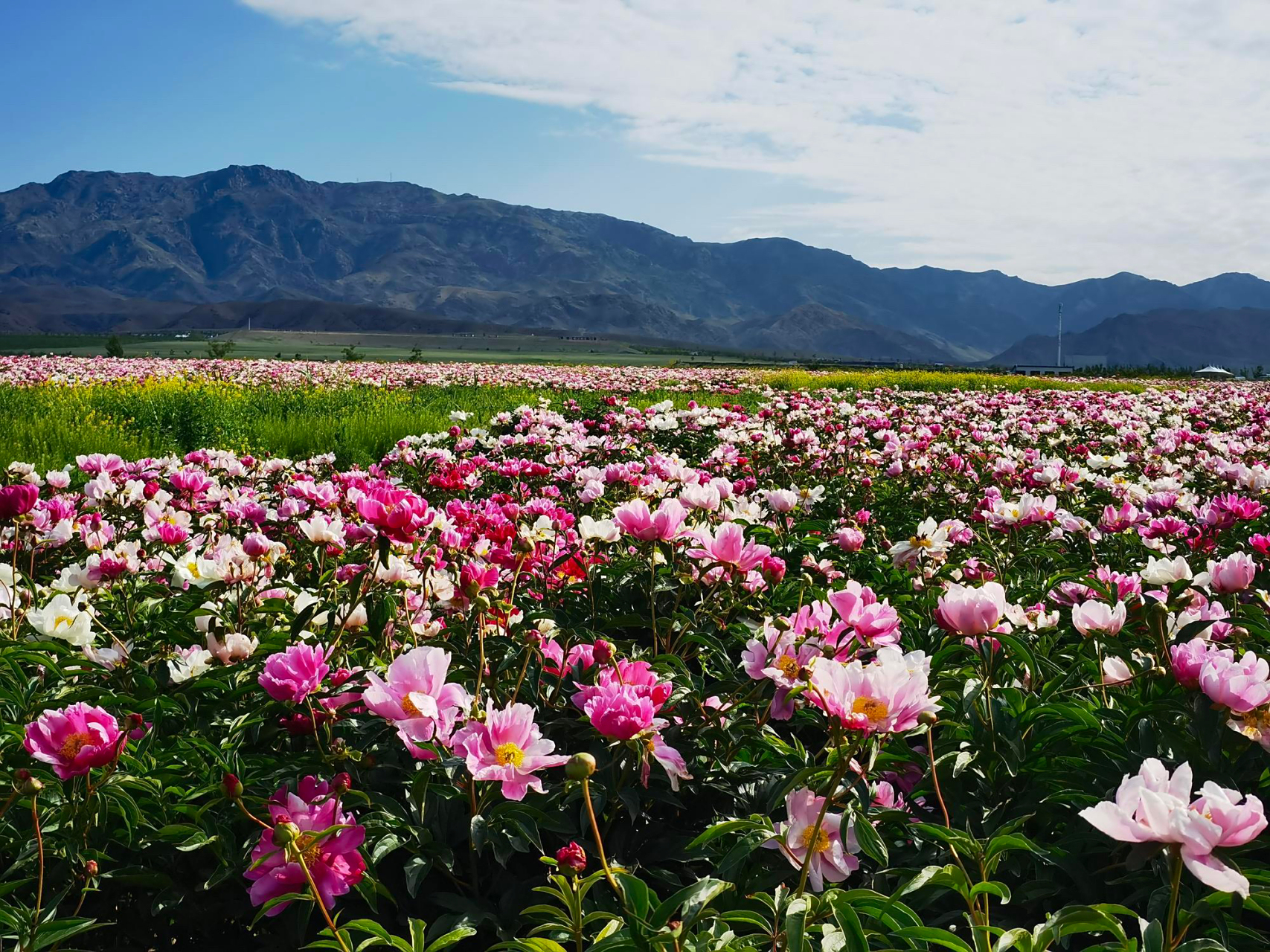 天山花海 位于伊犁河谷的伊宁县.