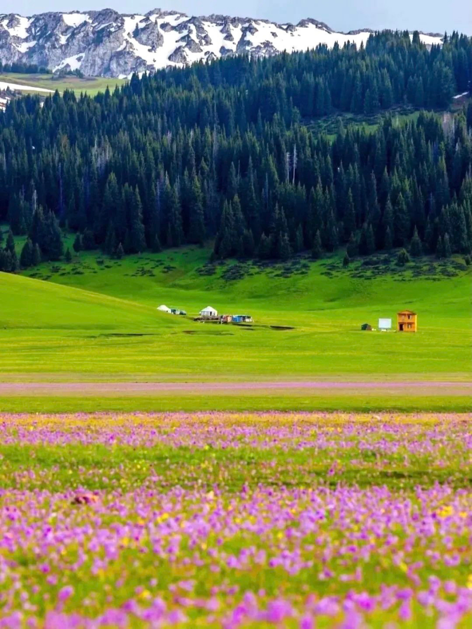 我国新疆维吾尔自治区西北部,天山北部的伊犁河谷内,有一个新疆维吾尔