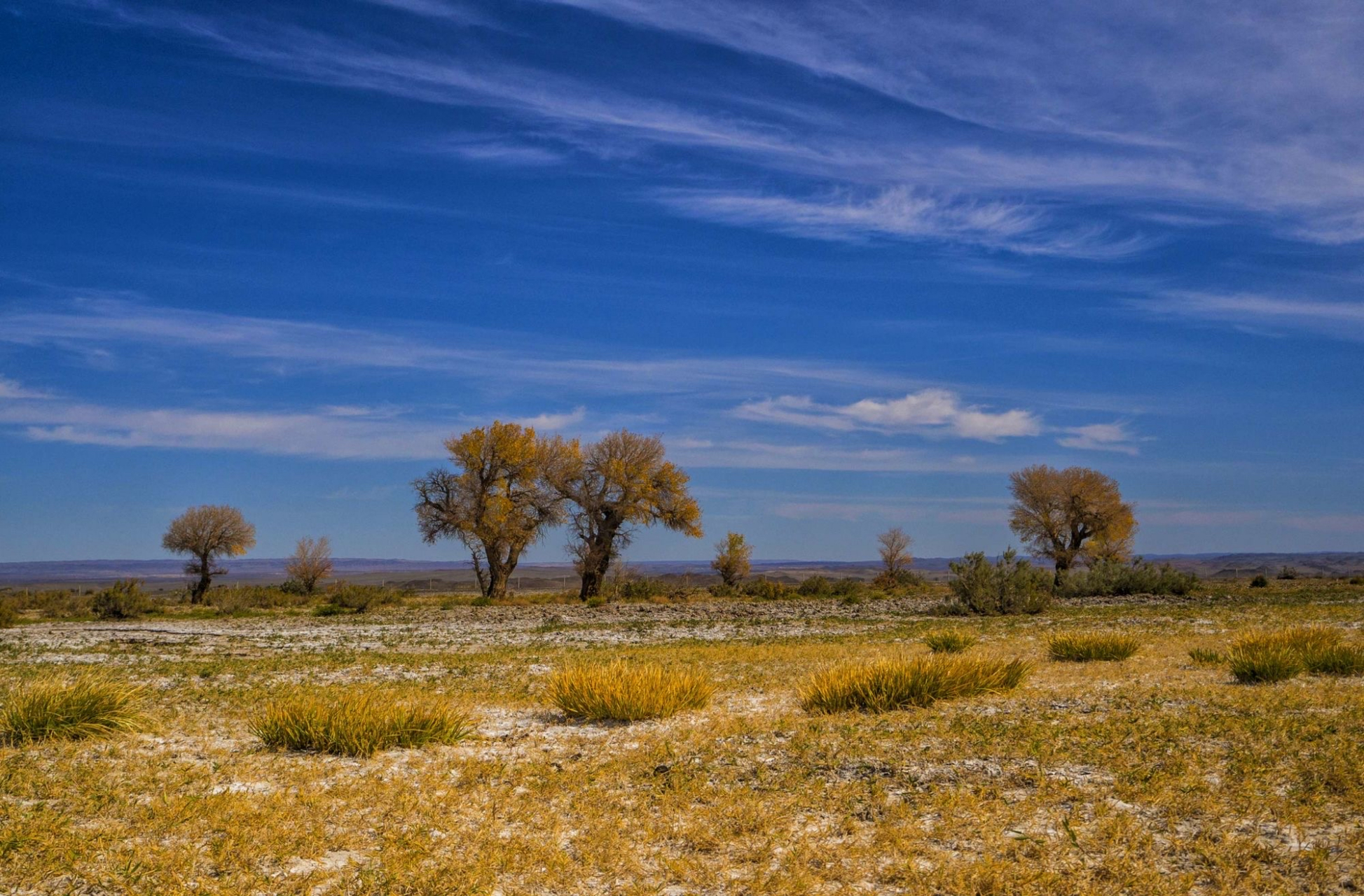 淖毛湖的原始胡杨林