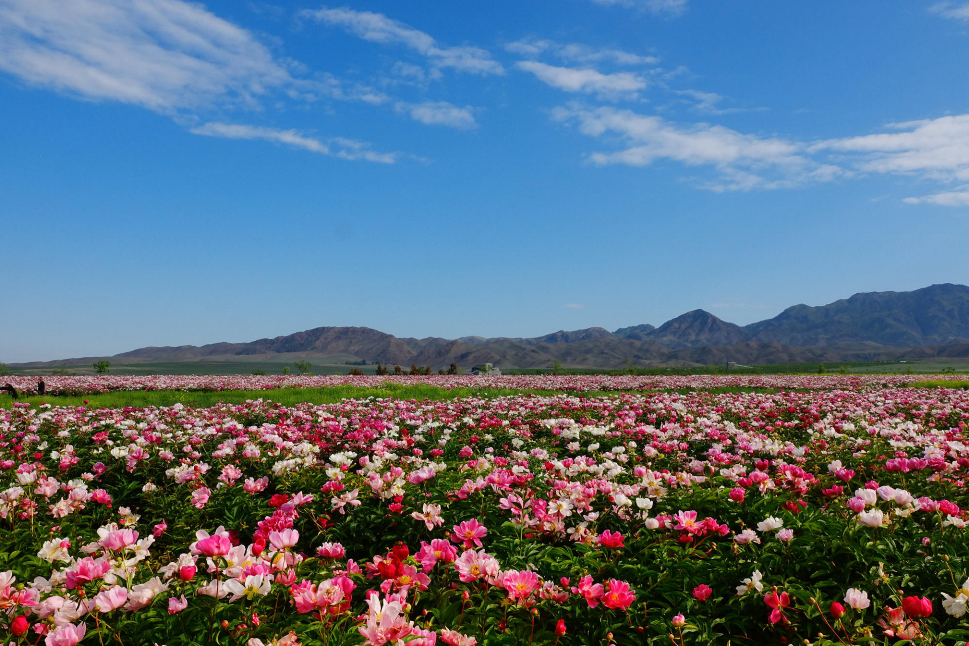天山花海 位于伊犁河谷的伊宁县.