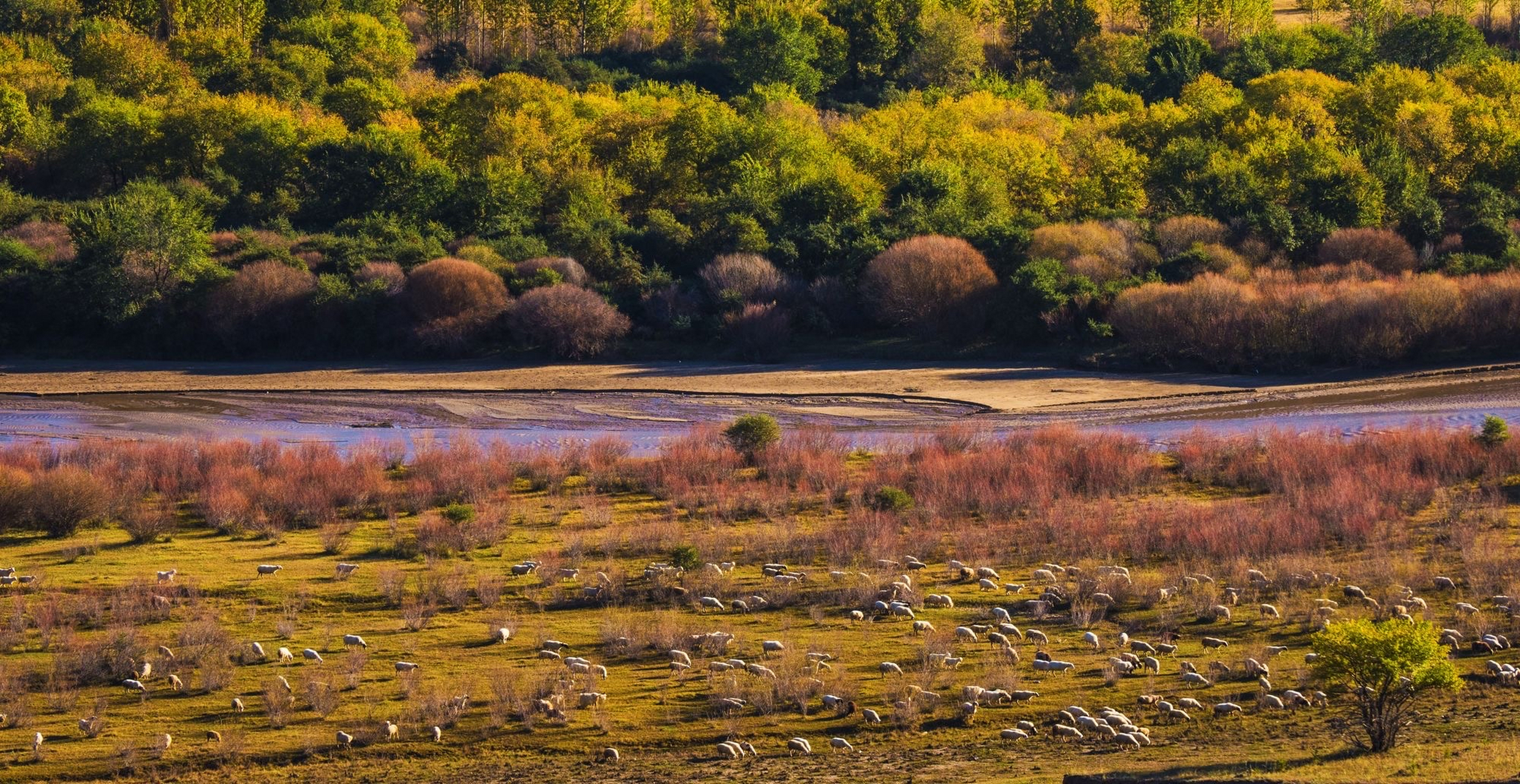 西拉木伦河的秋色