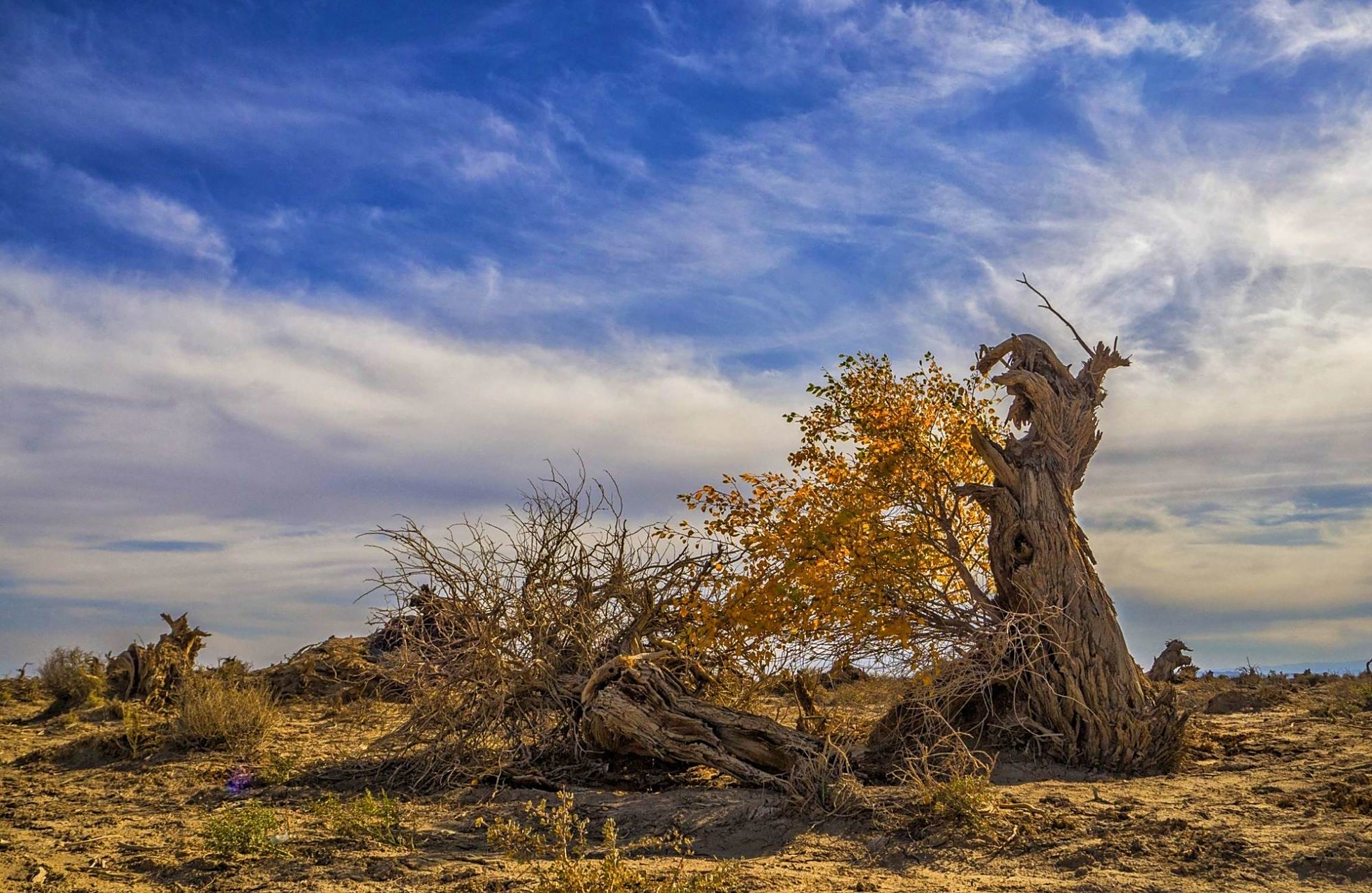 新疆伊吾县原始胡杨林是中国境内分布最为集中的胡杨林,也是世界