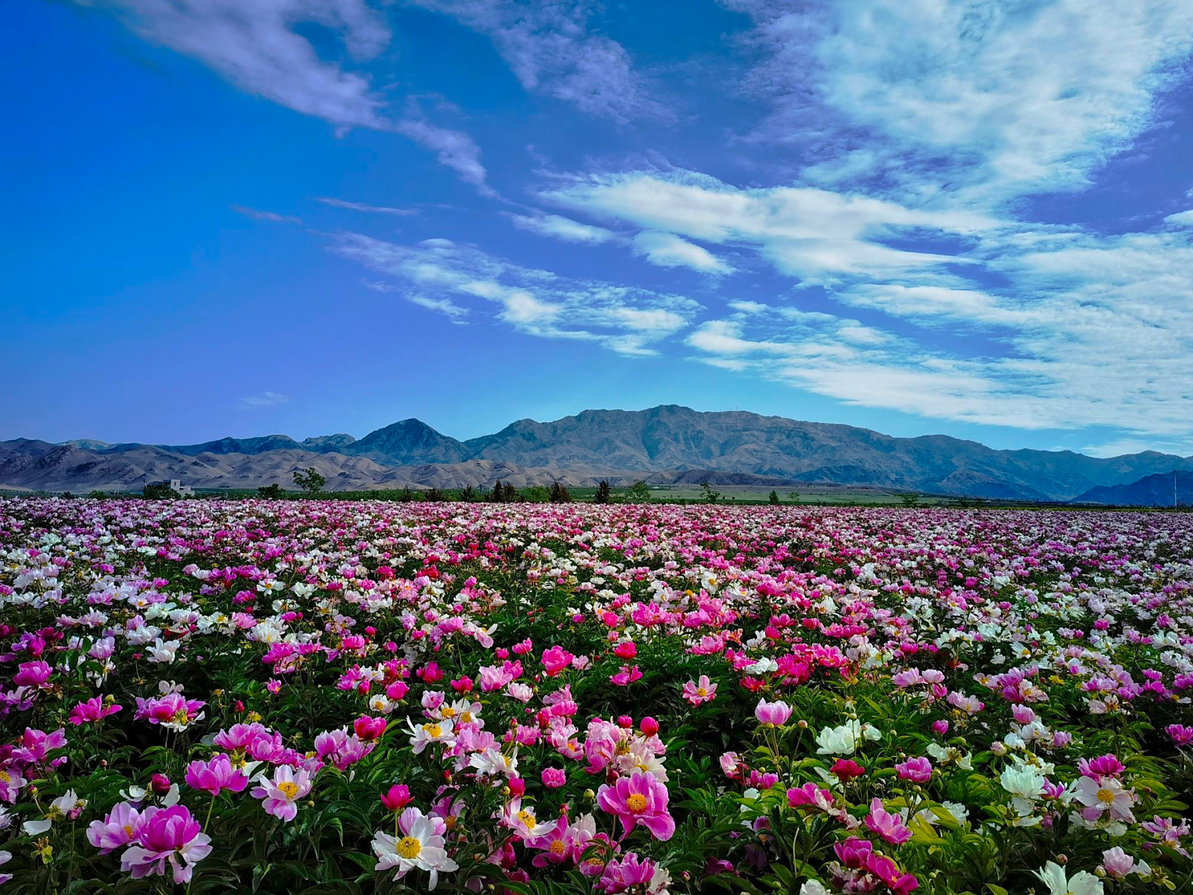天山花海 位于伊犁河谷的伊宁县.
