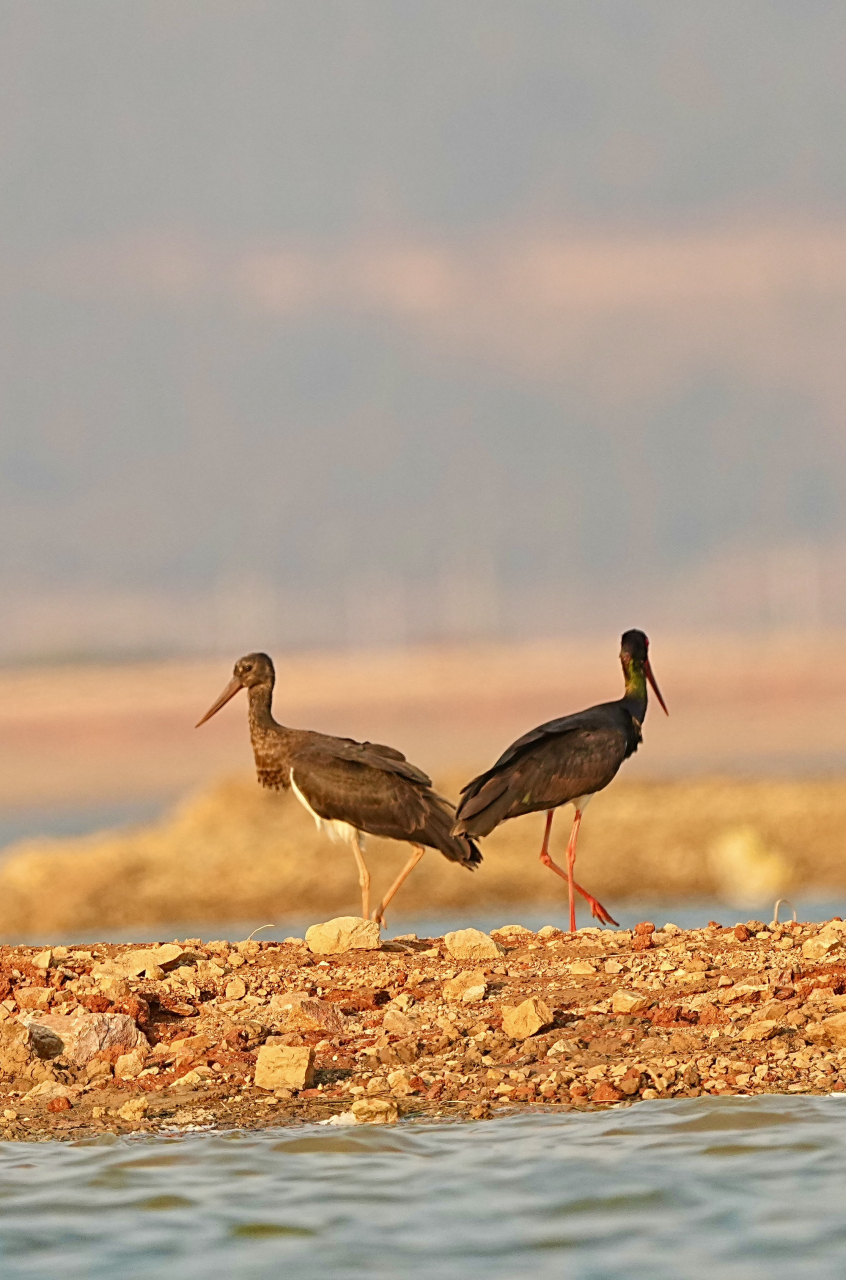 夕阳下散步的白俄罗斯国鸟—黑鹳