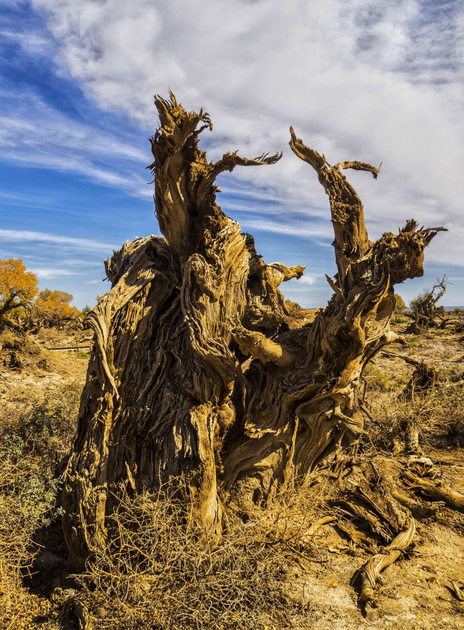 打卡新疆伊吾县原始胡杨林