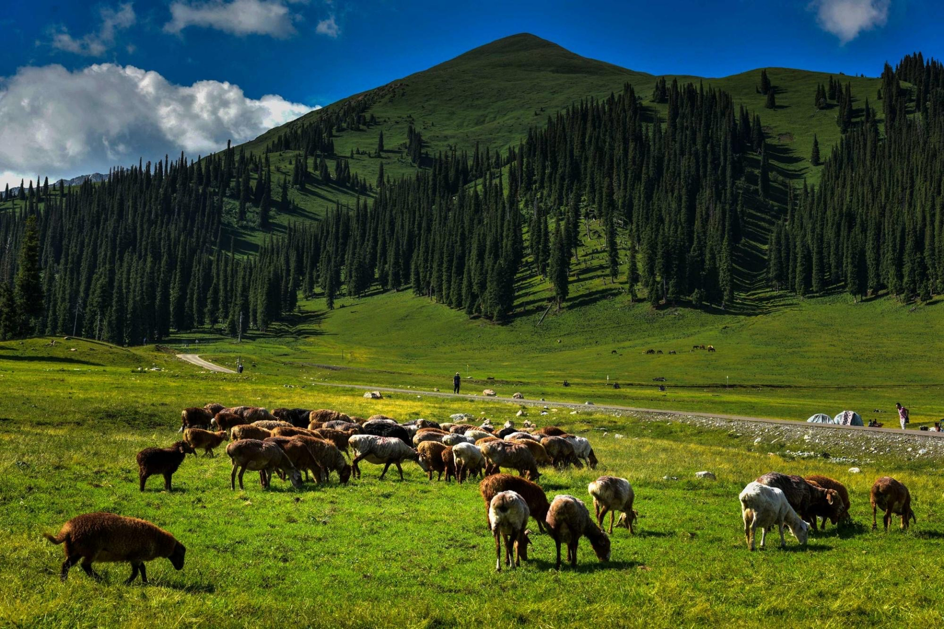 巩乃斯草原,突厥语意为"白阳坡",在新源那拉提镇东部,距伊犁新源县城