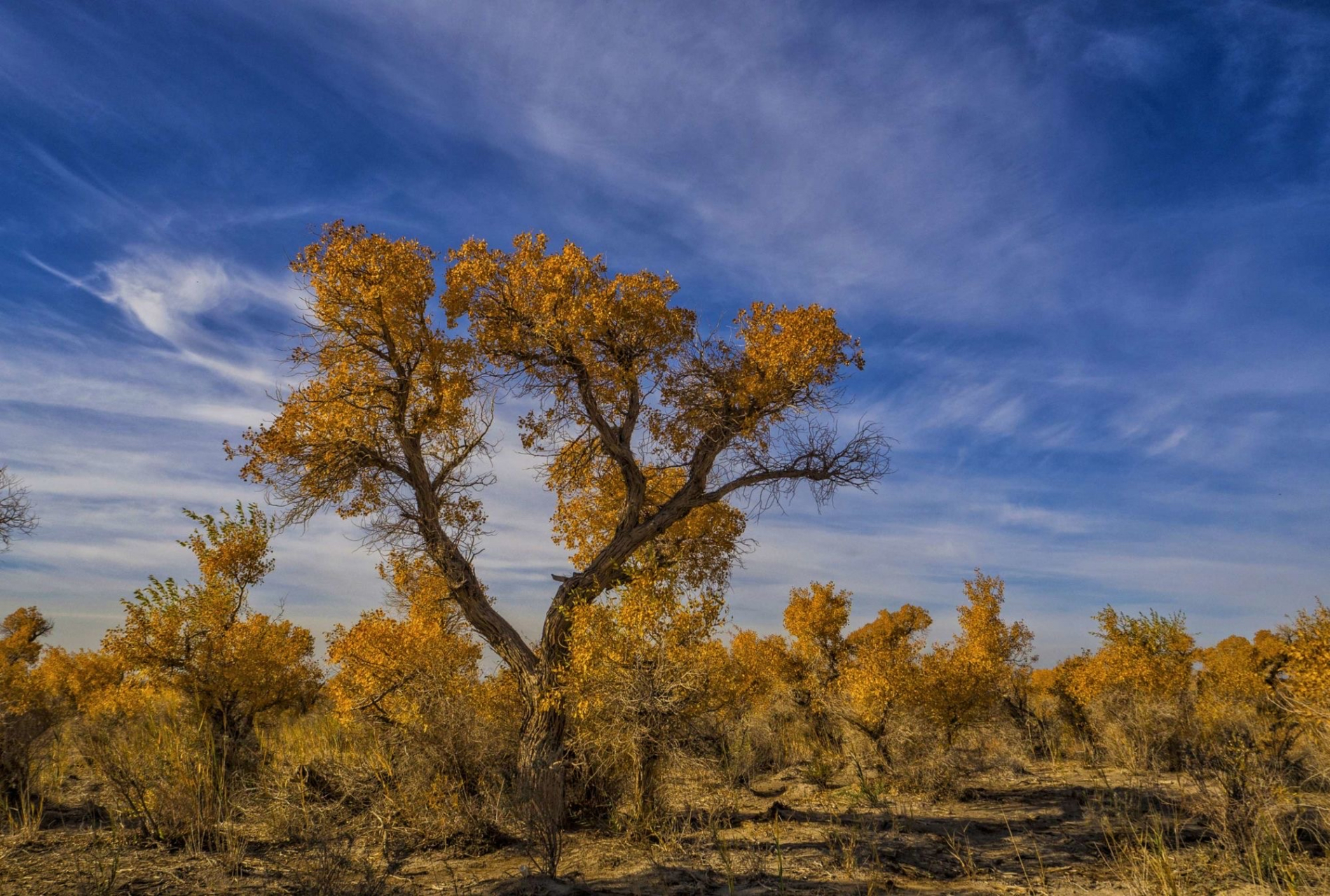 淖毛湖的原始胡杨林