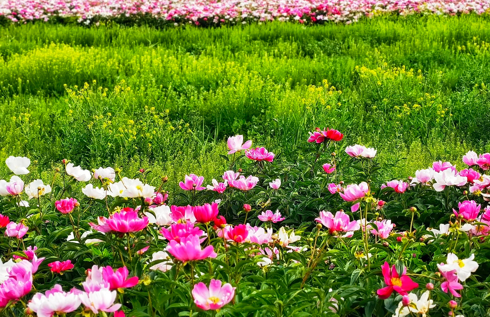 天山花海 位于伊犁河谷的伊宁县.